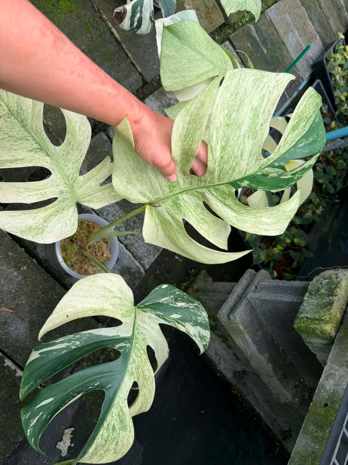 Monstera Jungle Mint B - Pre Order