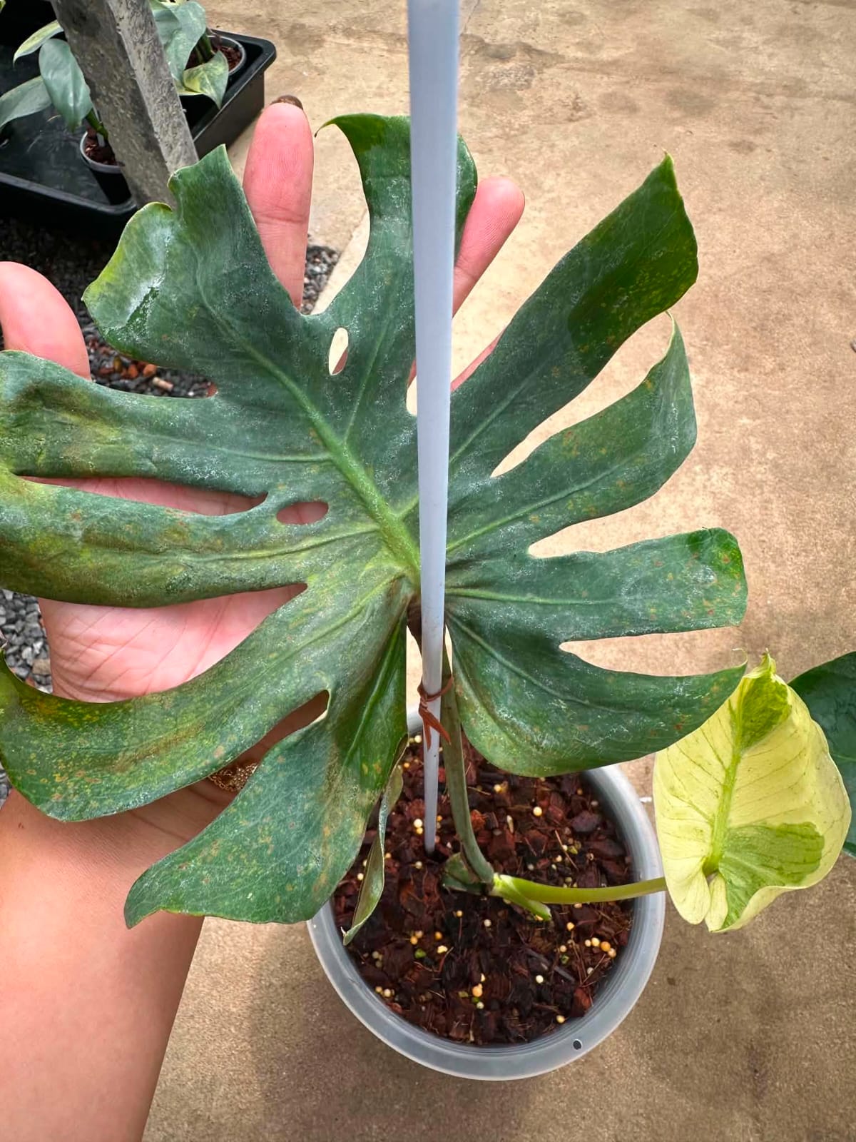Monstera Siam Mint A - Pre Order