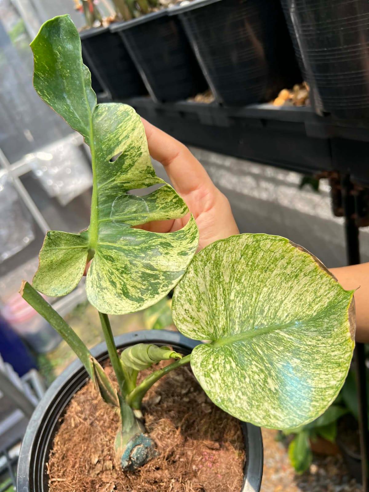 Monstera Siam Mint B - Pre Order