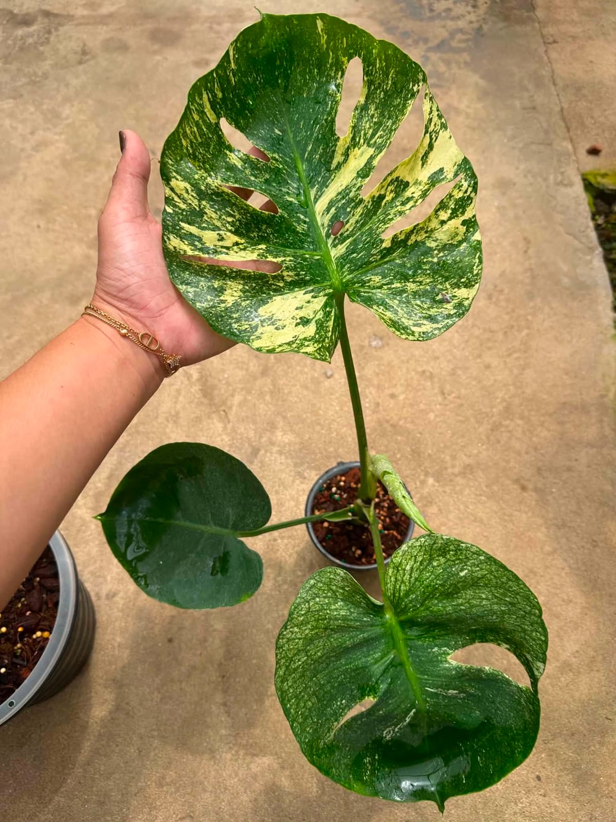 Monstera Siam Mint C - Pre Order