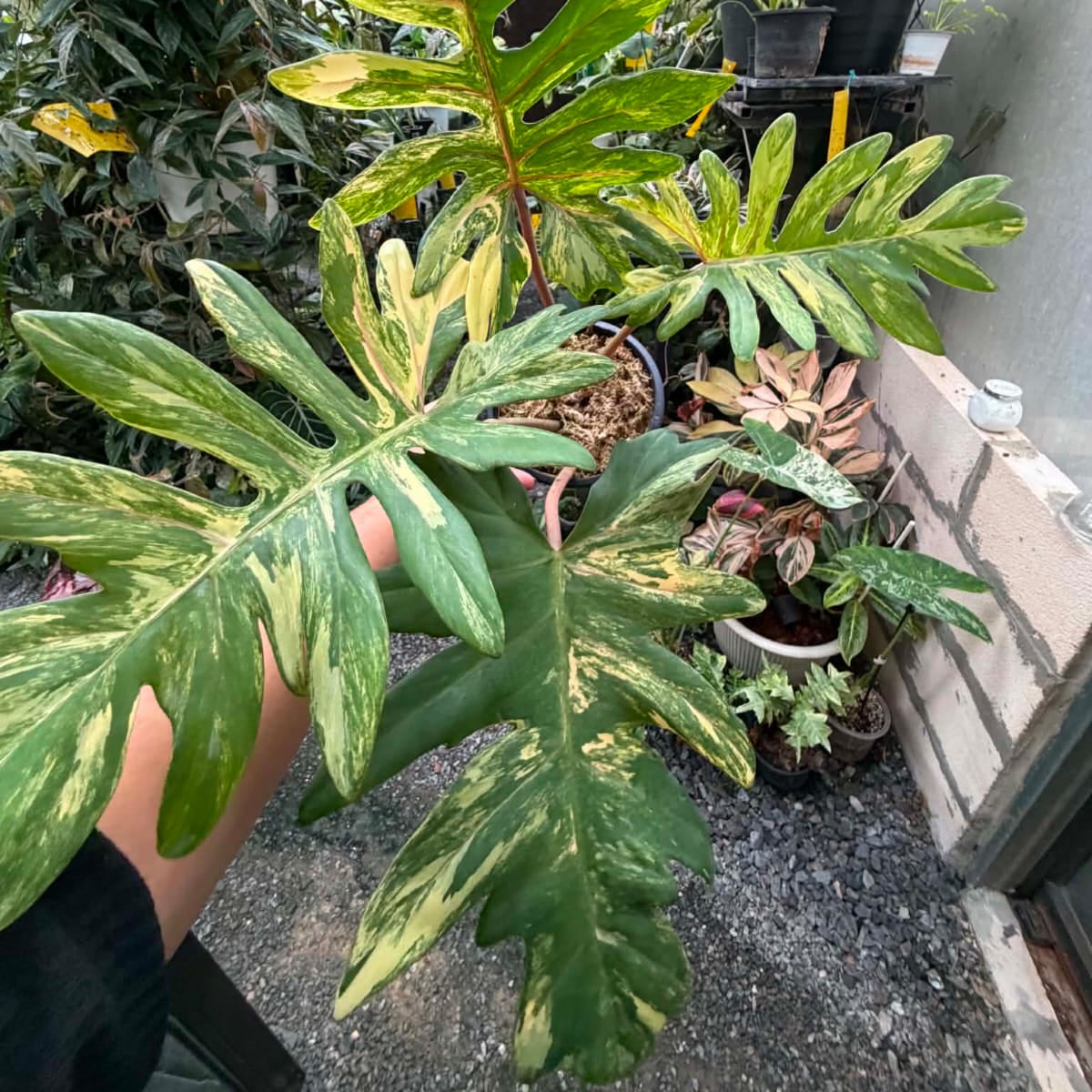 Philodendron Mayoi Var - Pre Order