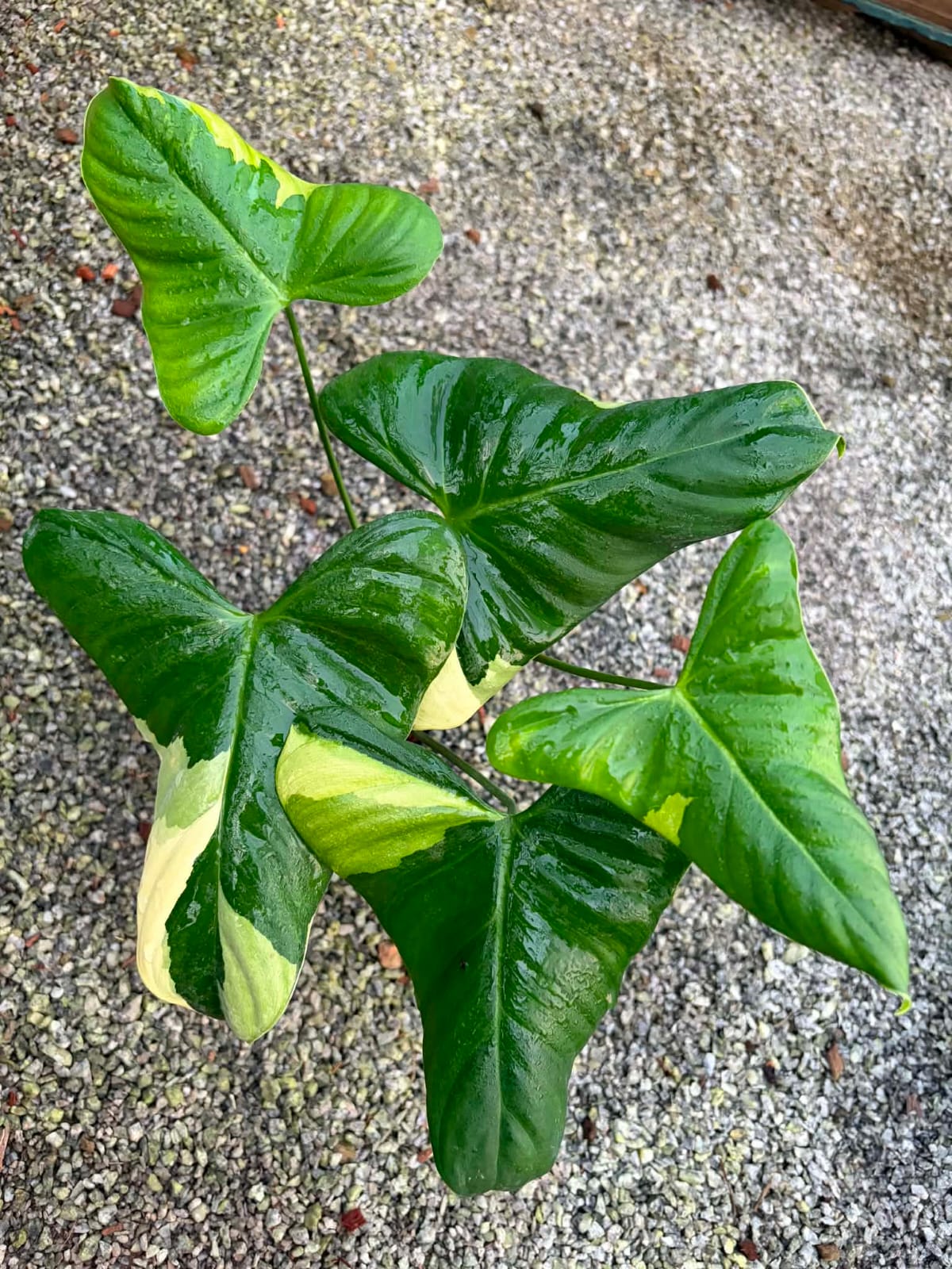 Philodendron Oxapapense Variegated - Pre Order