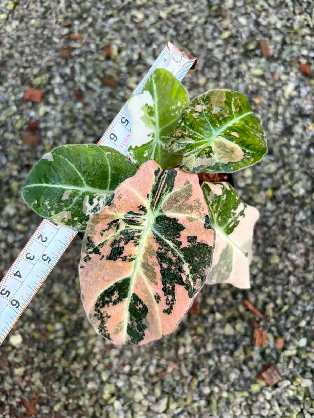 Alocasia Black Velvet Pink - Pre Order