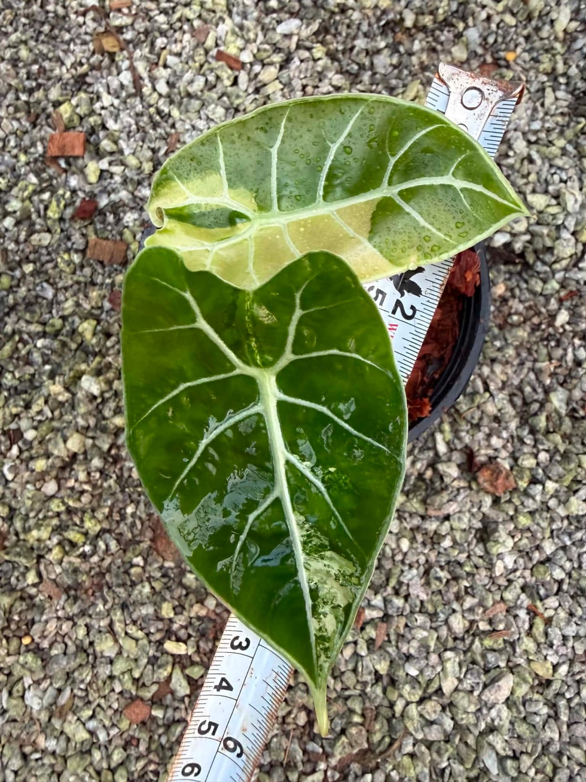 Alocasia Watsoniana Var B - Pre Order