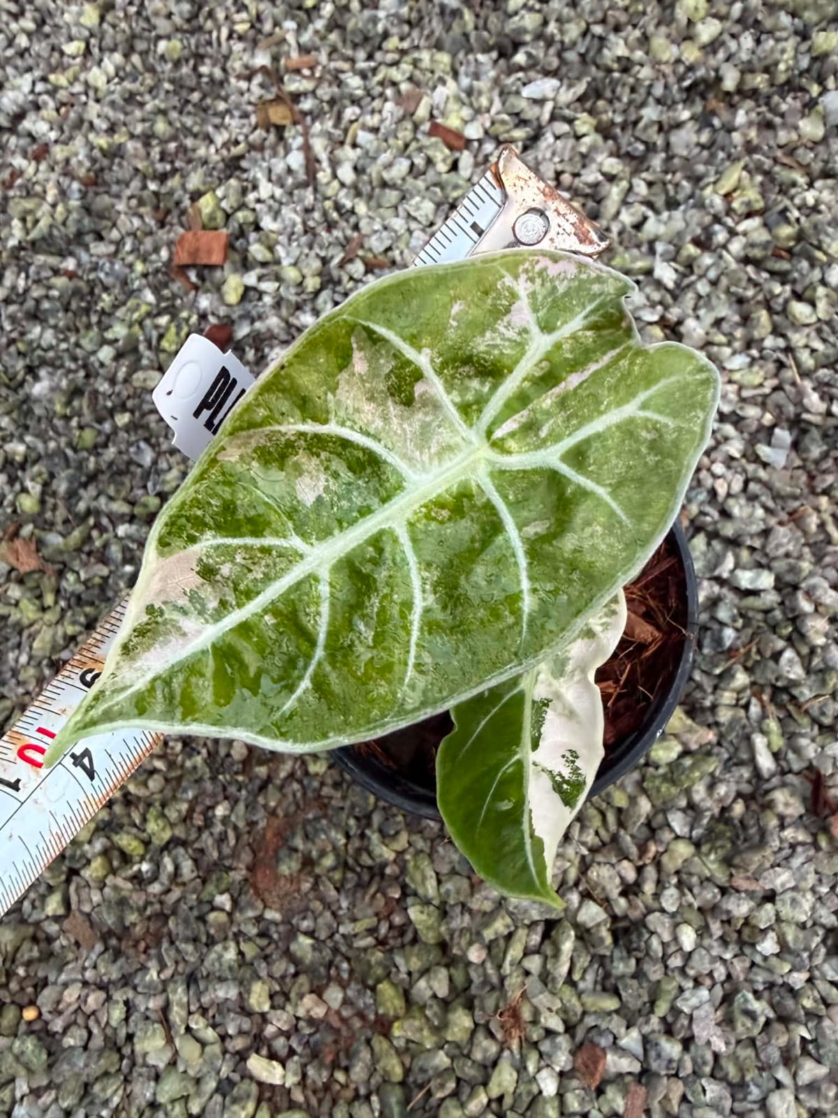 Alocasia Watsoniana Var A - Pre Order