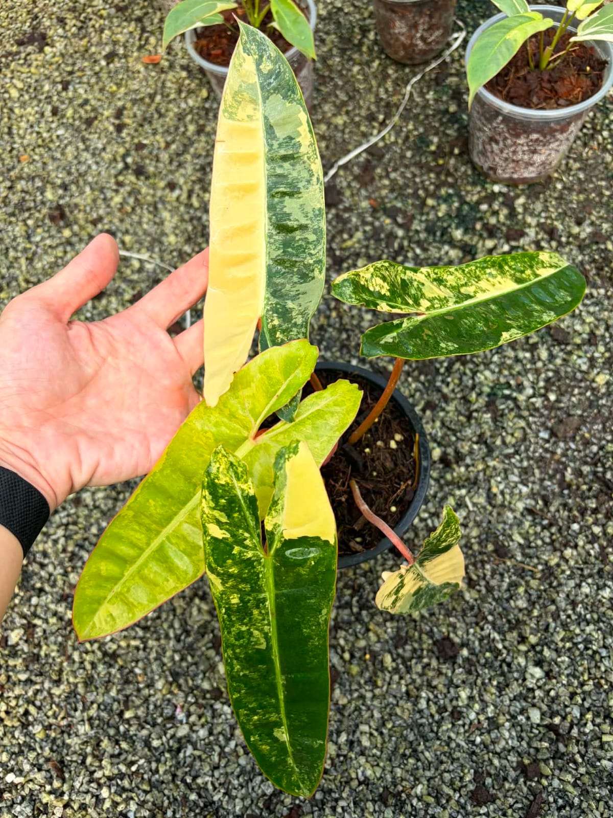 Philodendron Billietiae E  - Pre Order