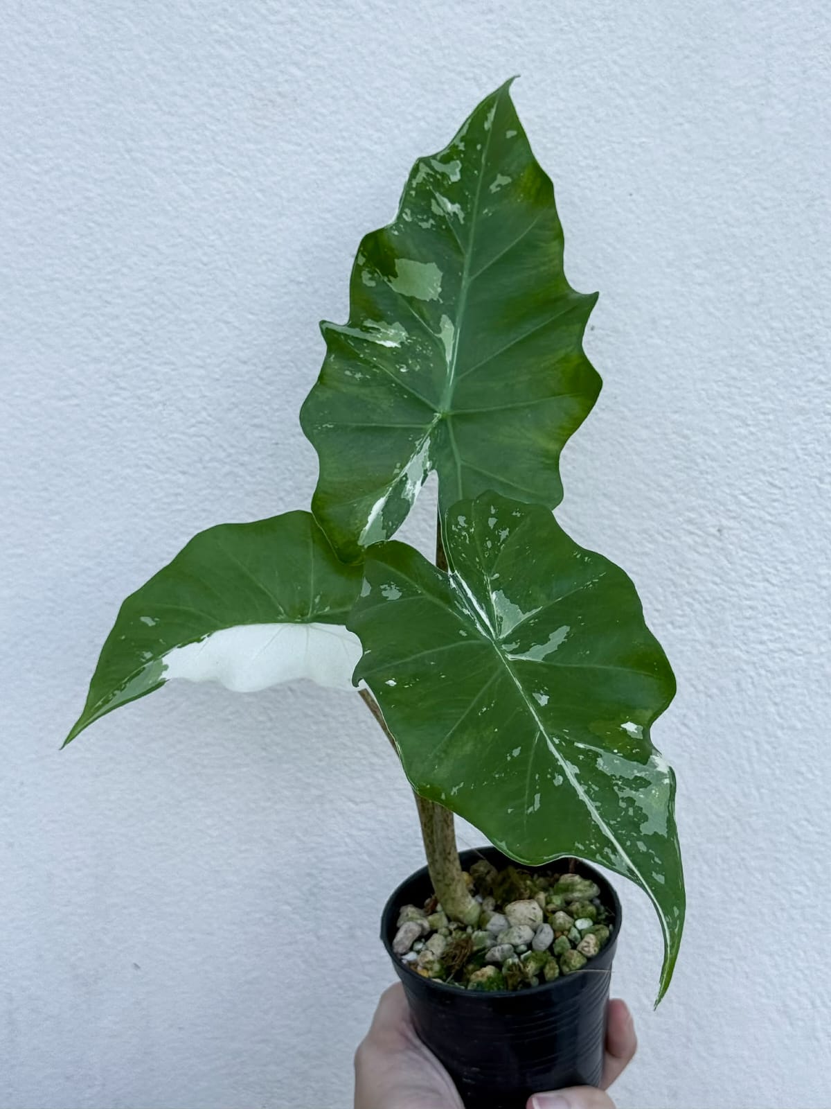 Alocasia Portora Albo- Pre Order