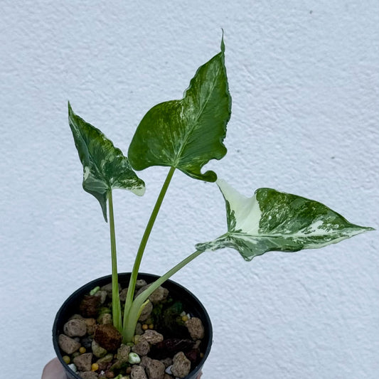 Alocasia Cucullata Crinkles Albo A - Pre Order