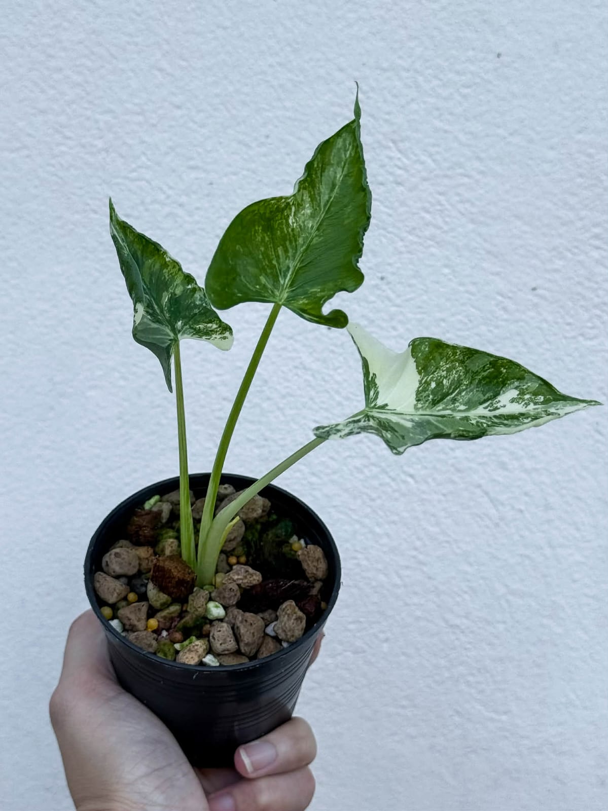Alocasia Cucullata Crinkles Albo A - Pre Order