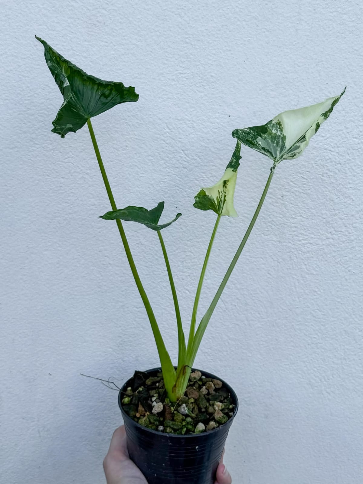 Alocasia Cucullata Crinkles Albo B - Pre Order