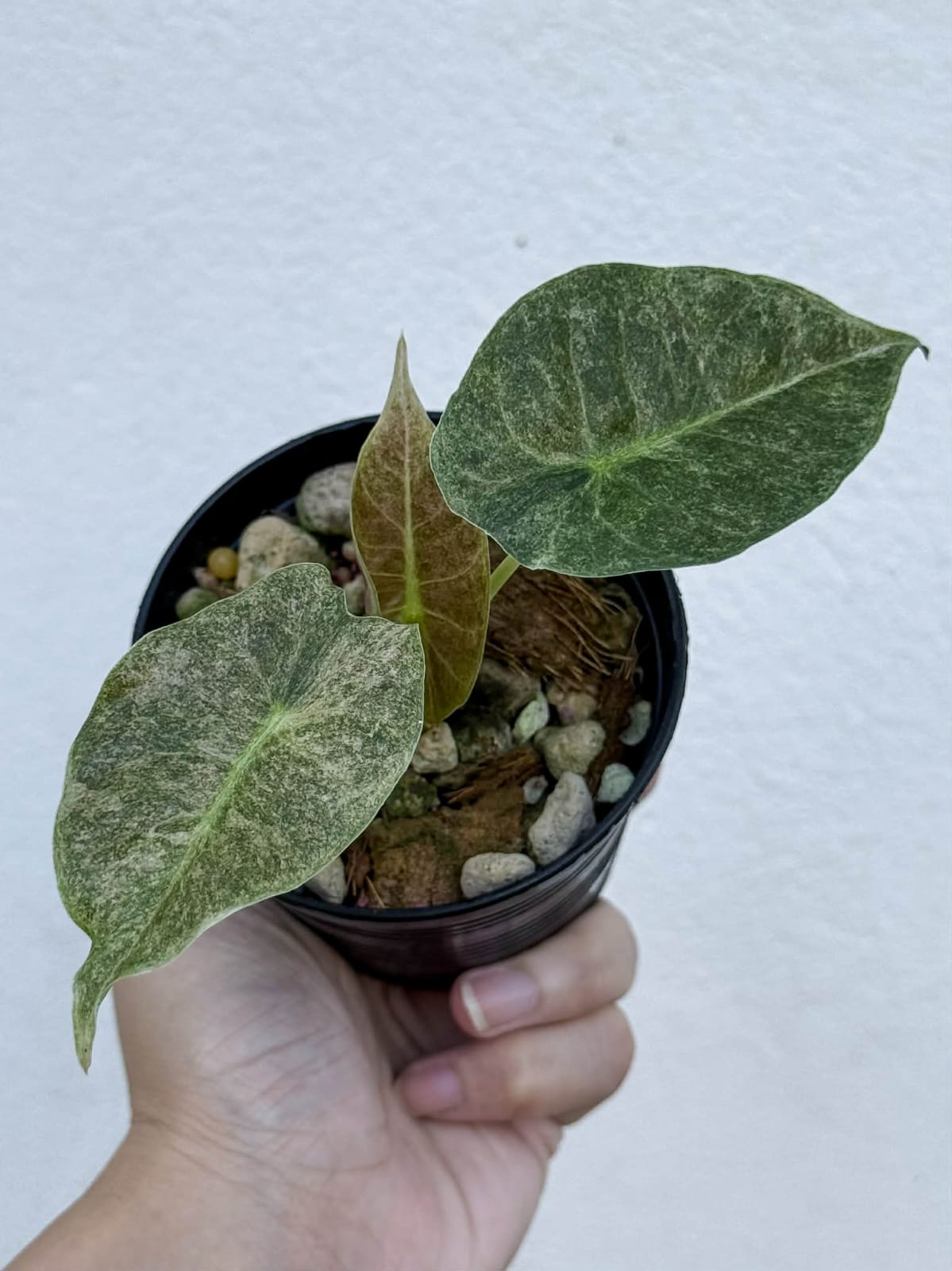 Alocasia Golden Bone Pink Splash  - Pre Order
