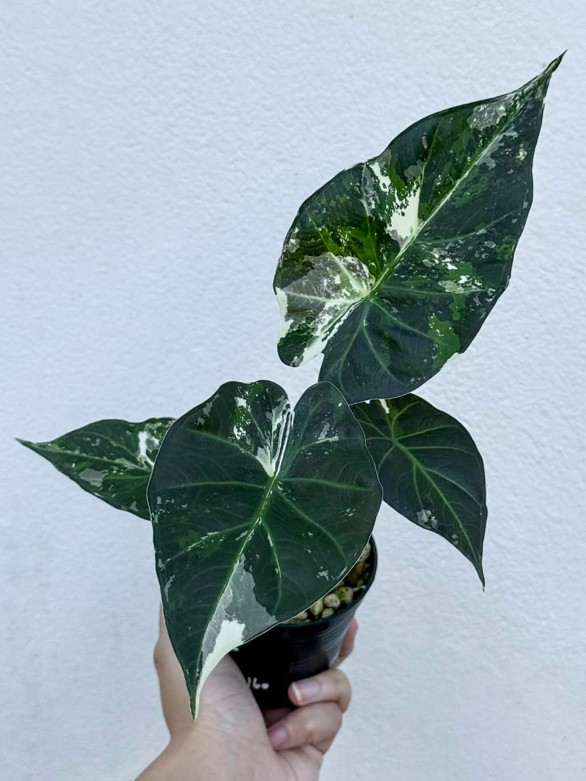Alocasia Regal Shield Albo - Pre Order