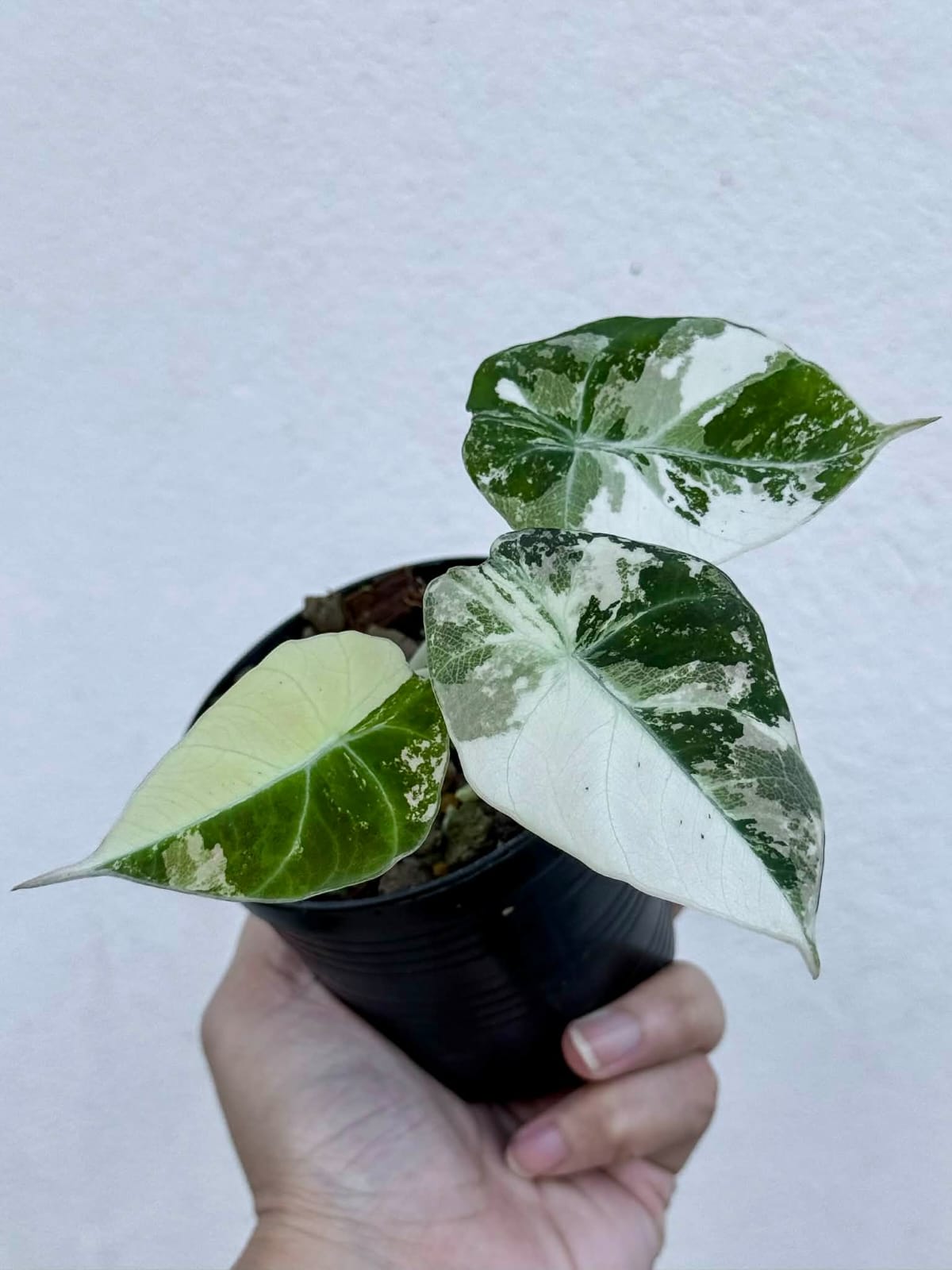 Alocasia Black Velvet Pink - Pre Order
