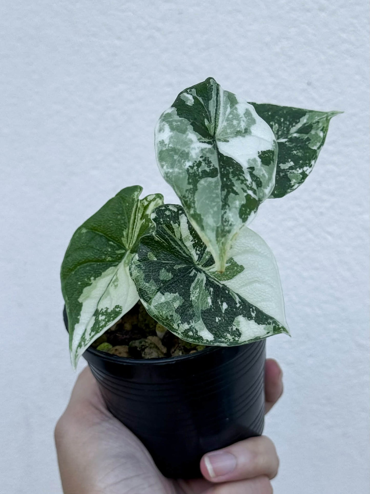 Alocasia Melo Albo - Pre Order