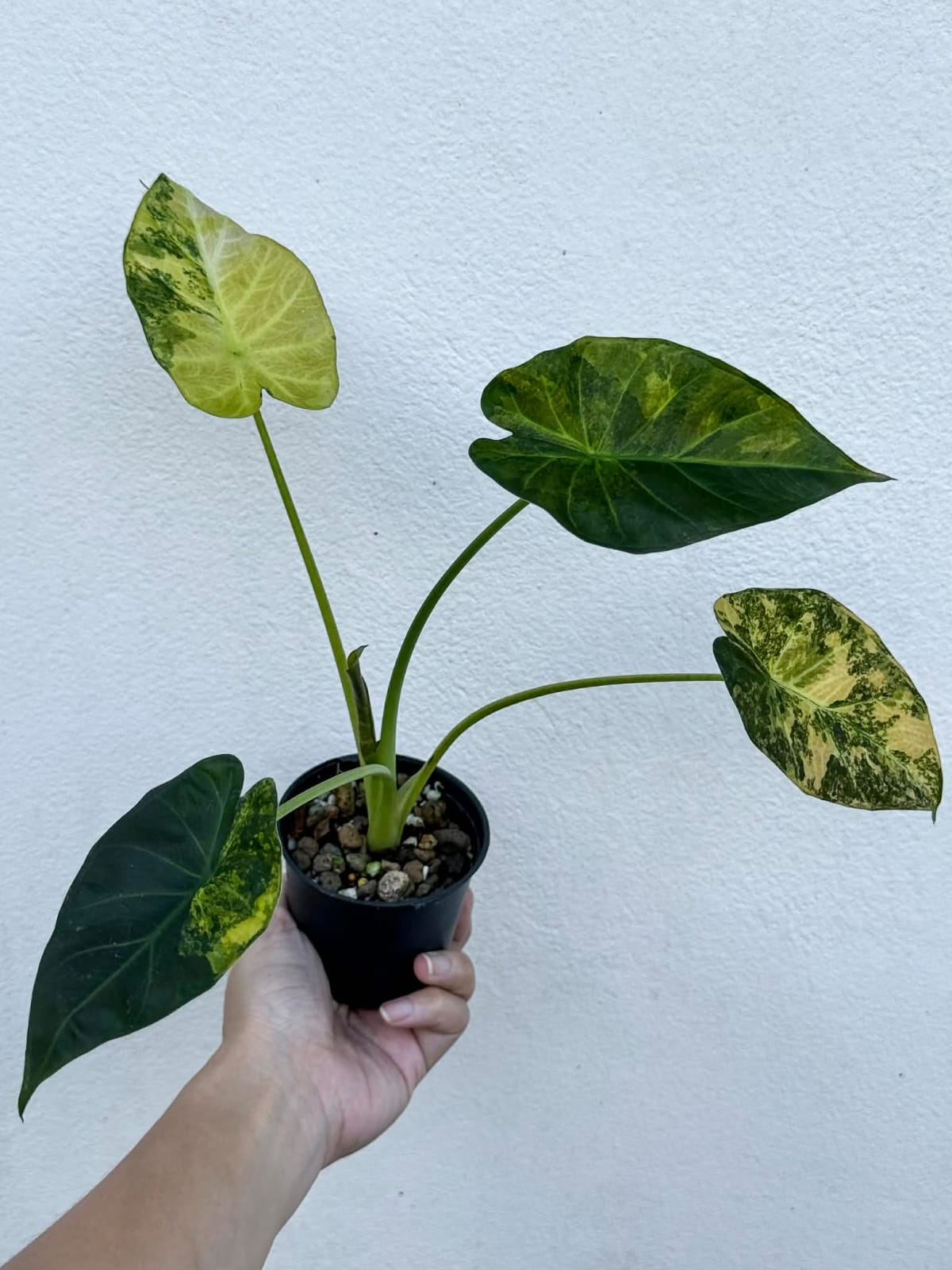 Alocasia Regal Sheild Aurea B - Pre Order