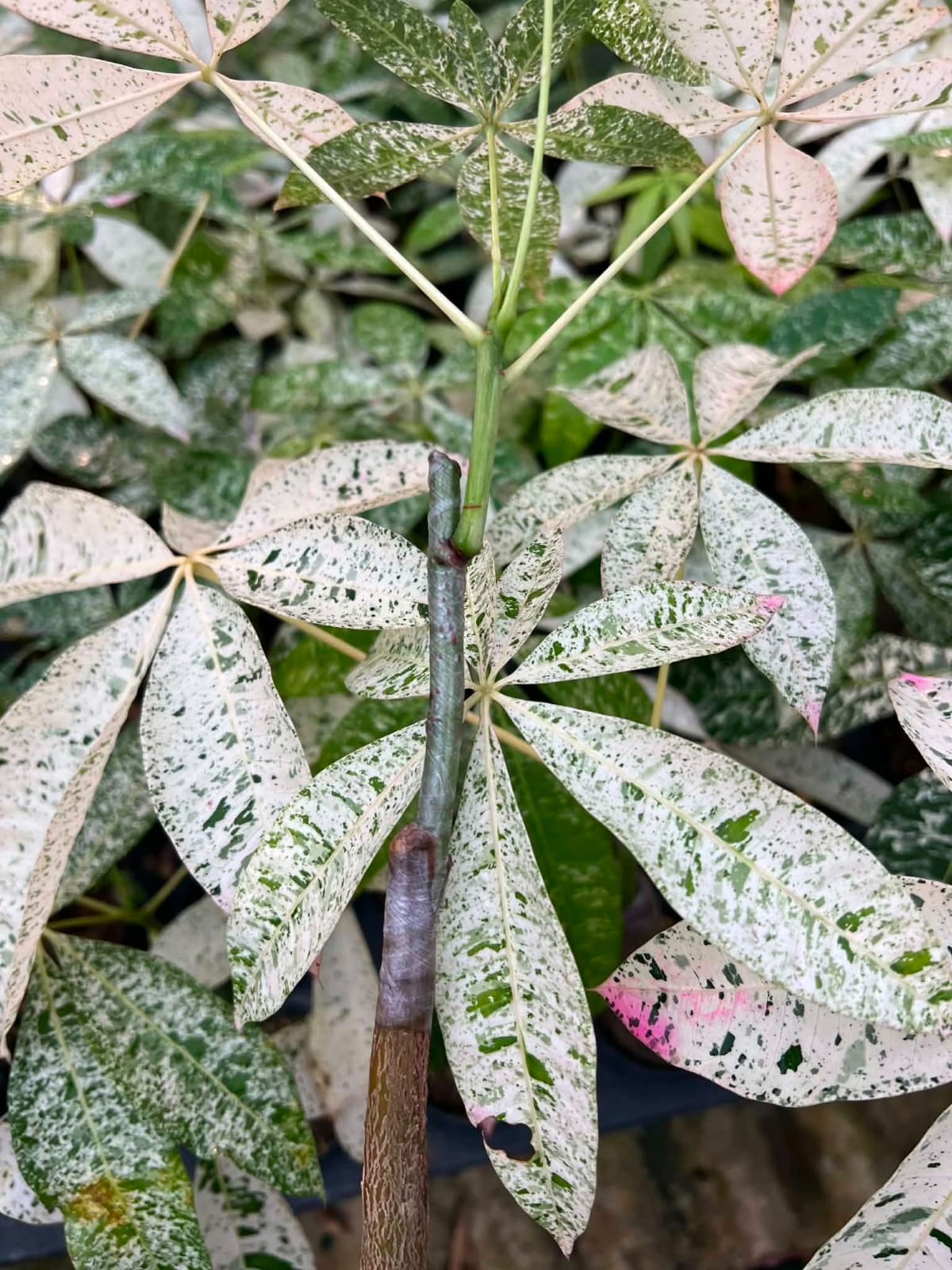 Variegated Money Tree - Pre Order