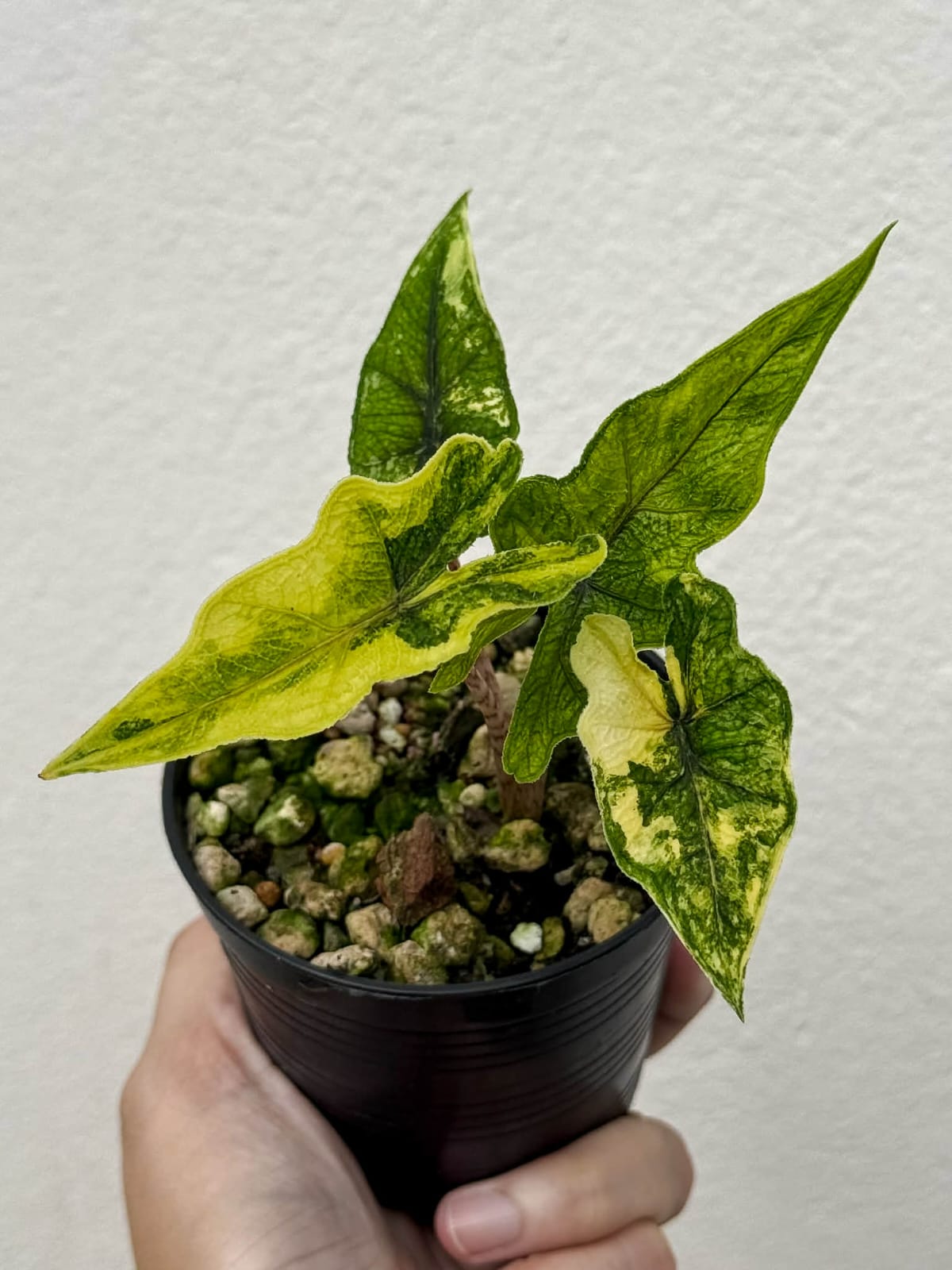 Alocasia Jacklyn Aurea - Pre Order