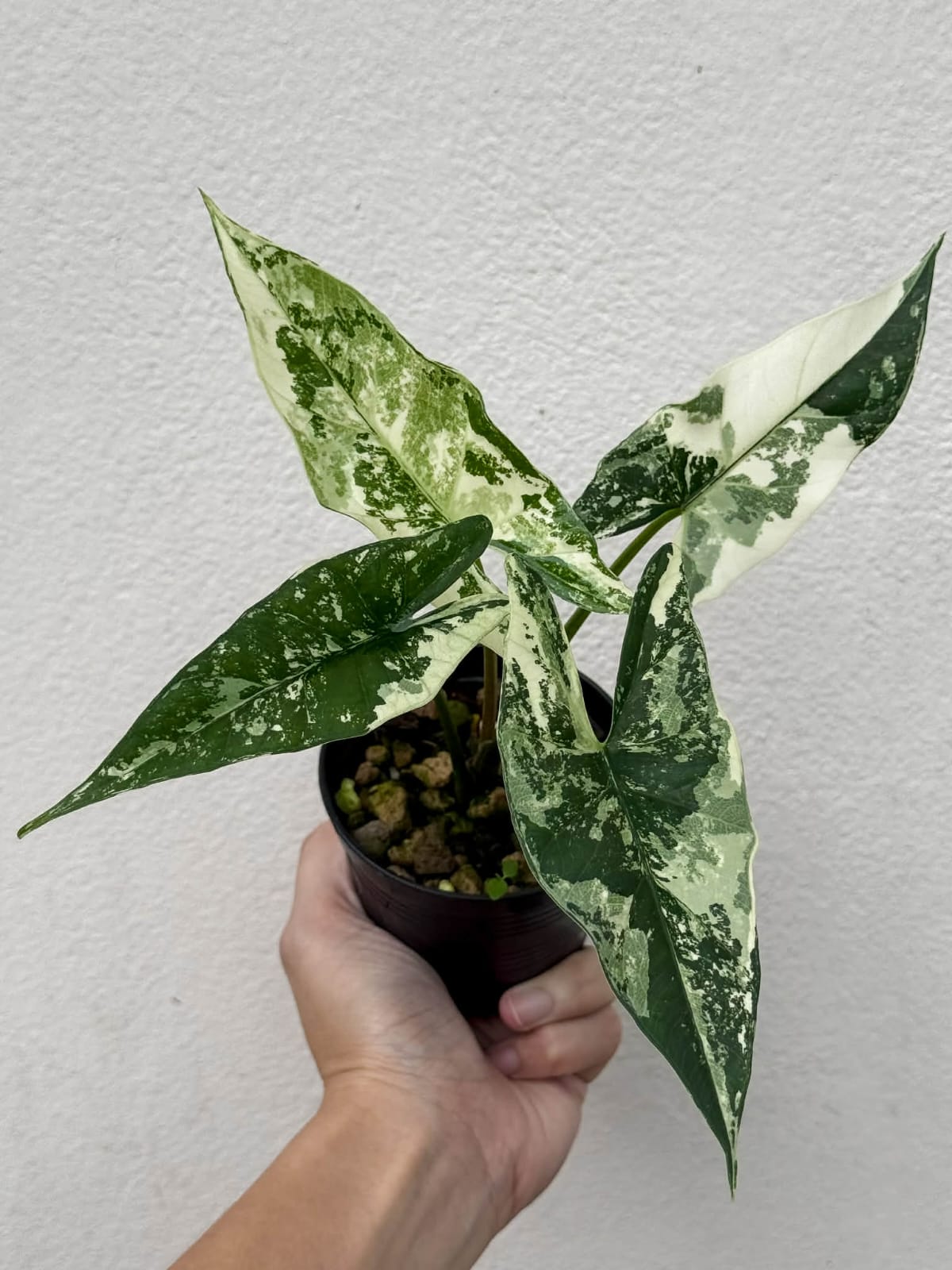 Alocasia Simpo Albo - Pre Order