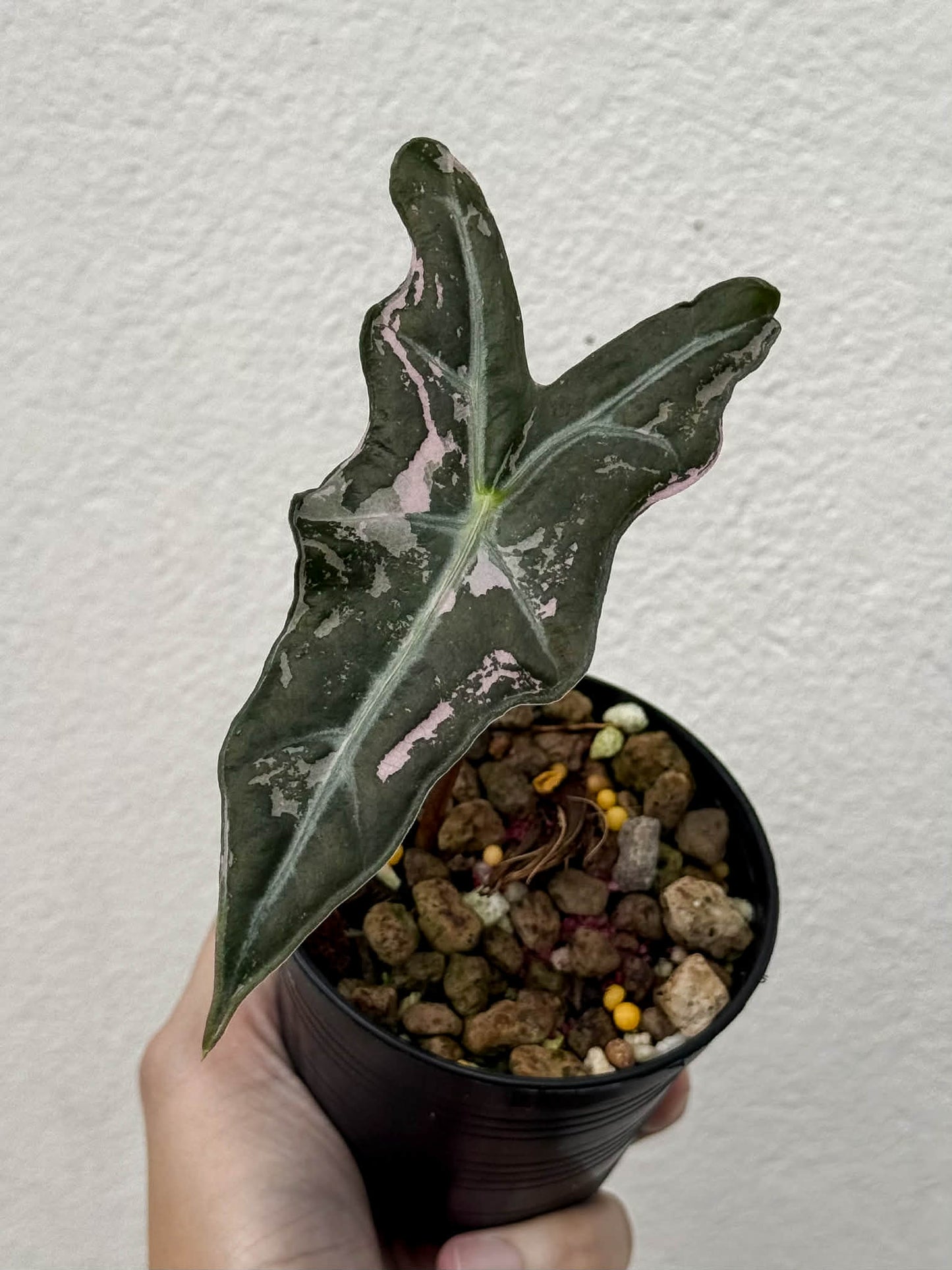 Alocasia Nobilis Pink A - Pre Order