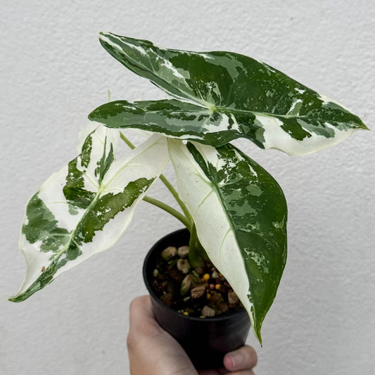 Alocasia Longiloba Albo Pink Back- Pre Order