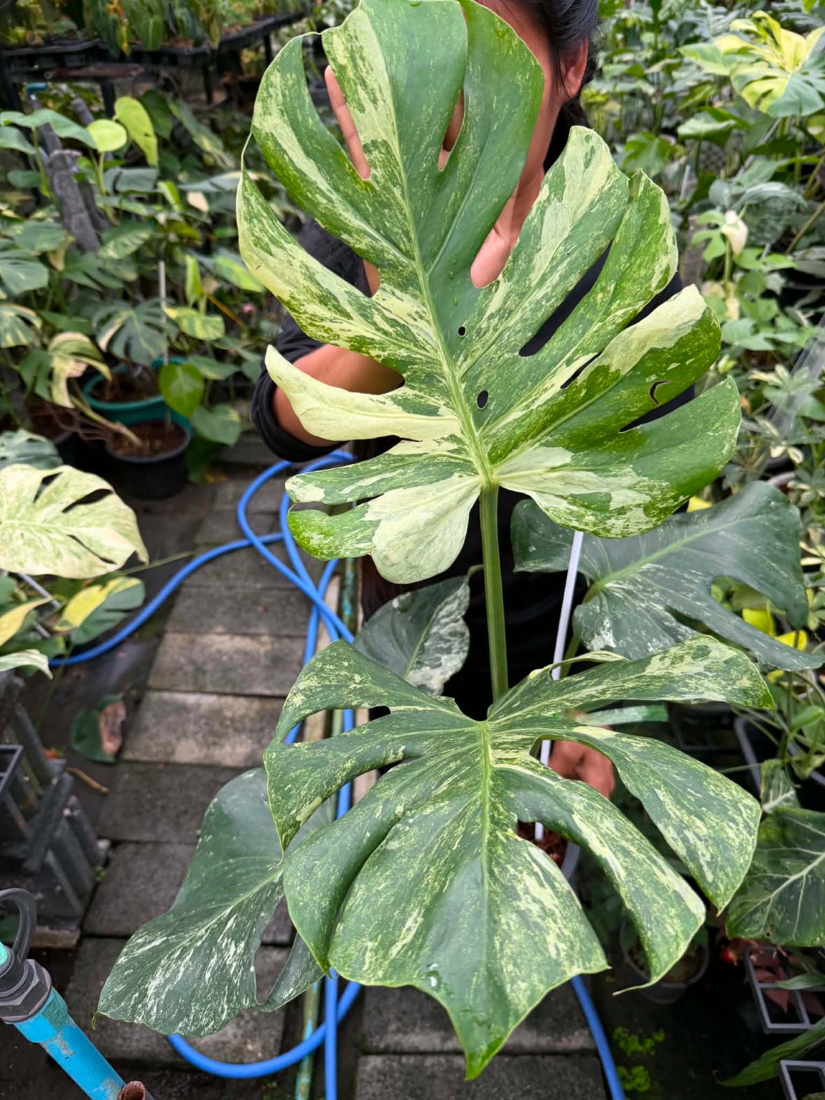 Monstera Ocean Mint - Pre Order