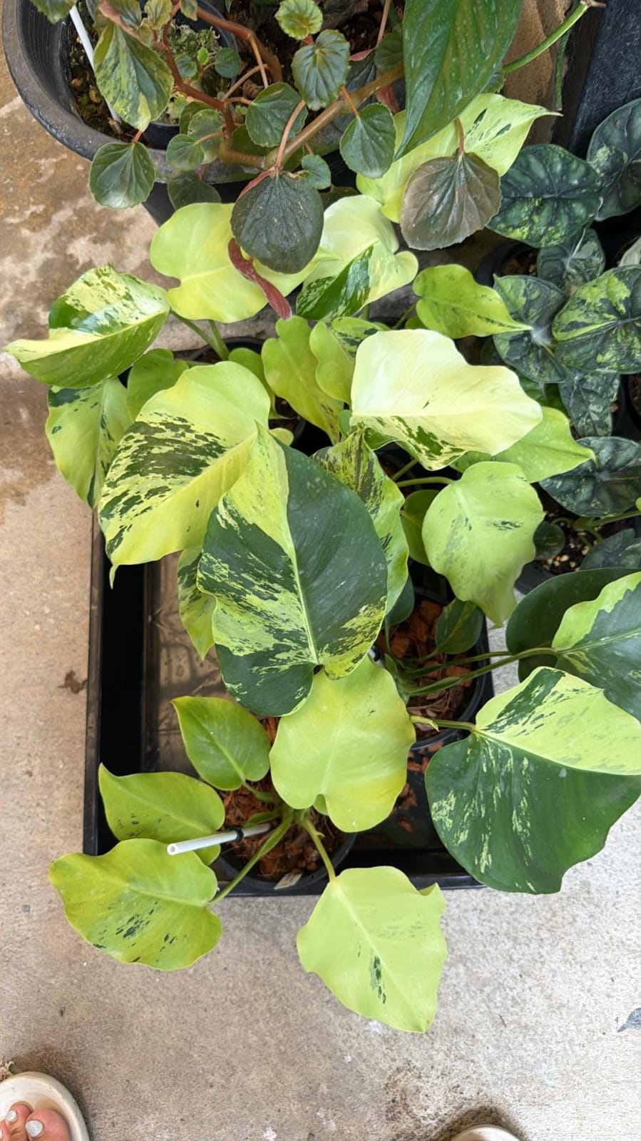 Monstera Light Lime - Pre Order