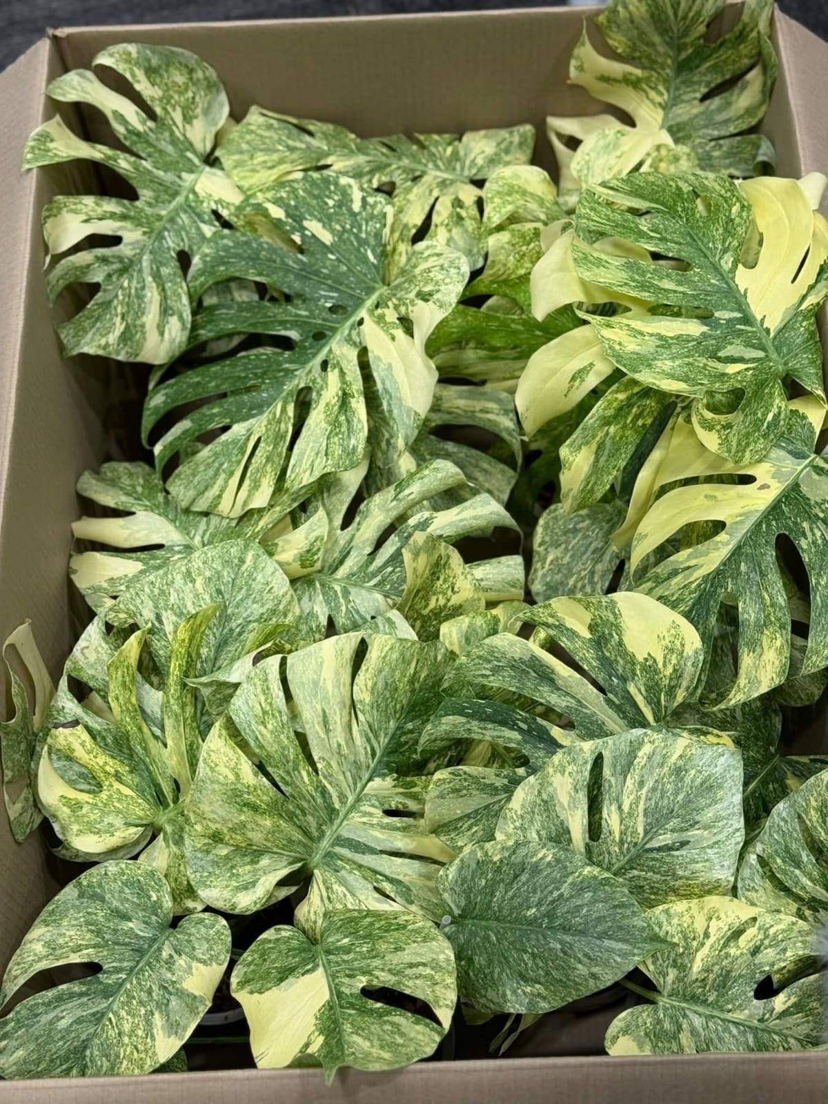 Monstera Legacy - Pre Order