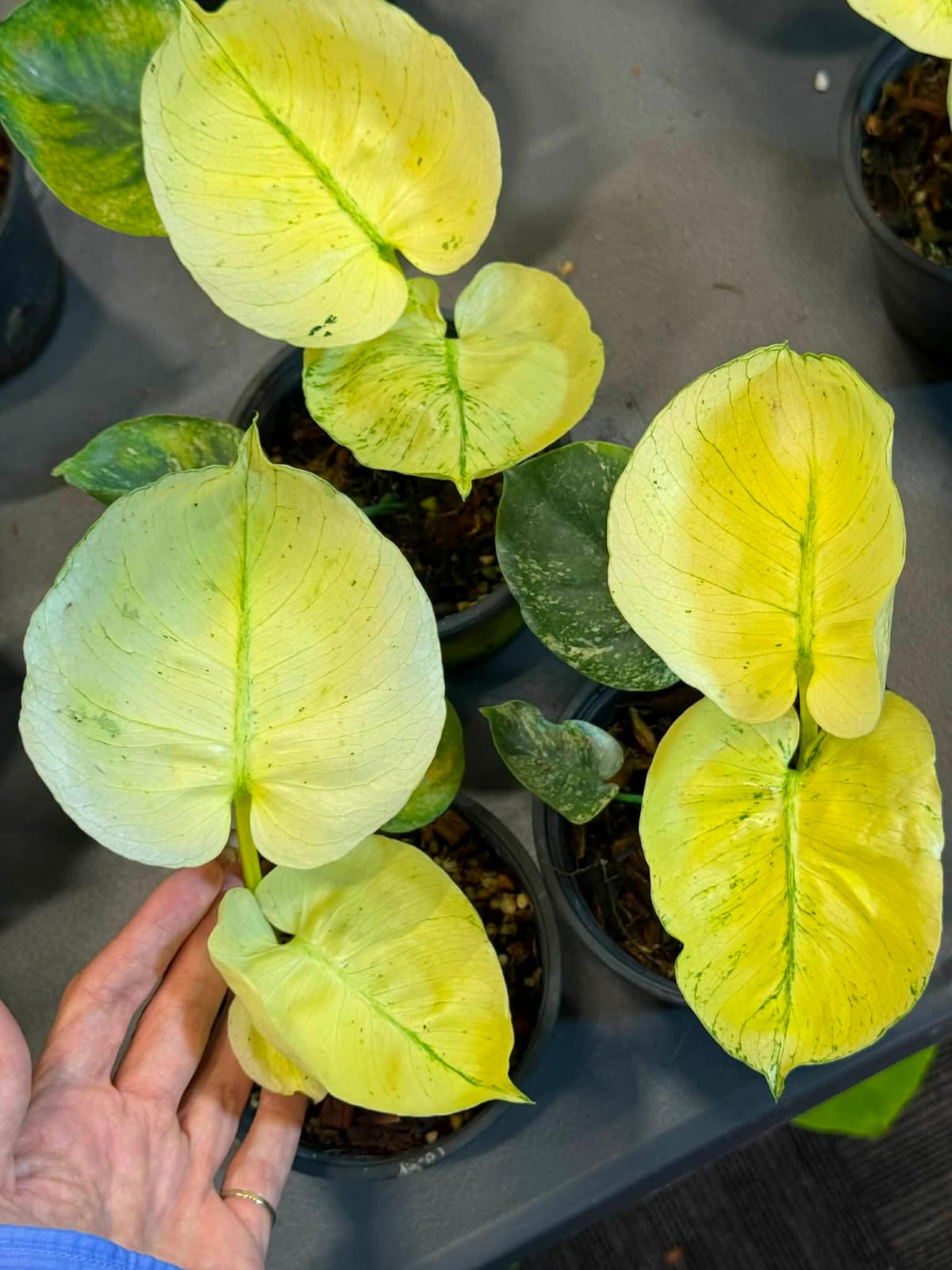 Monstera Siam Mint - Pre Order