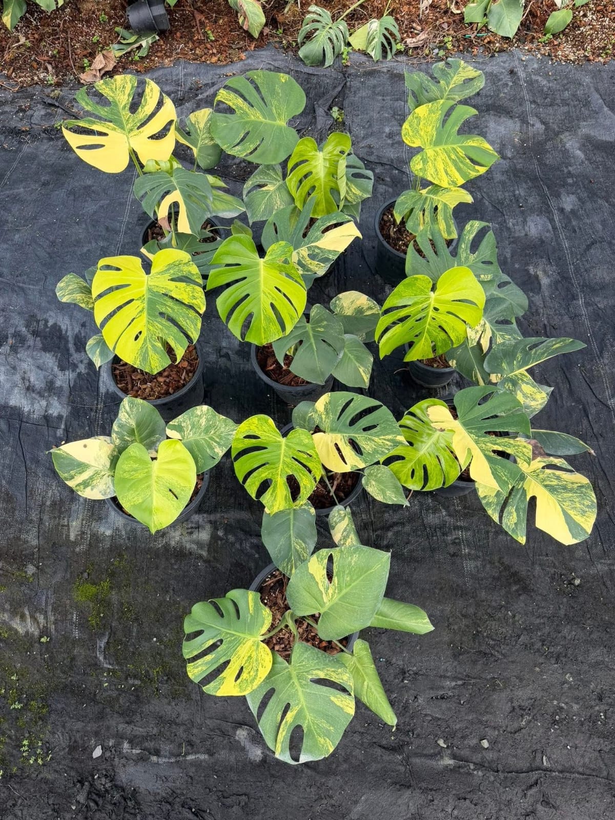 Monstera Yellow Marilyn - Pre Order