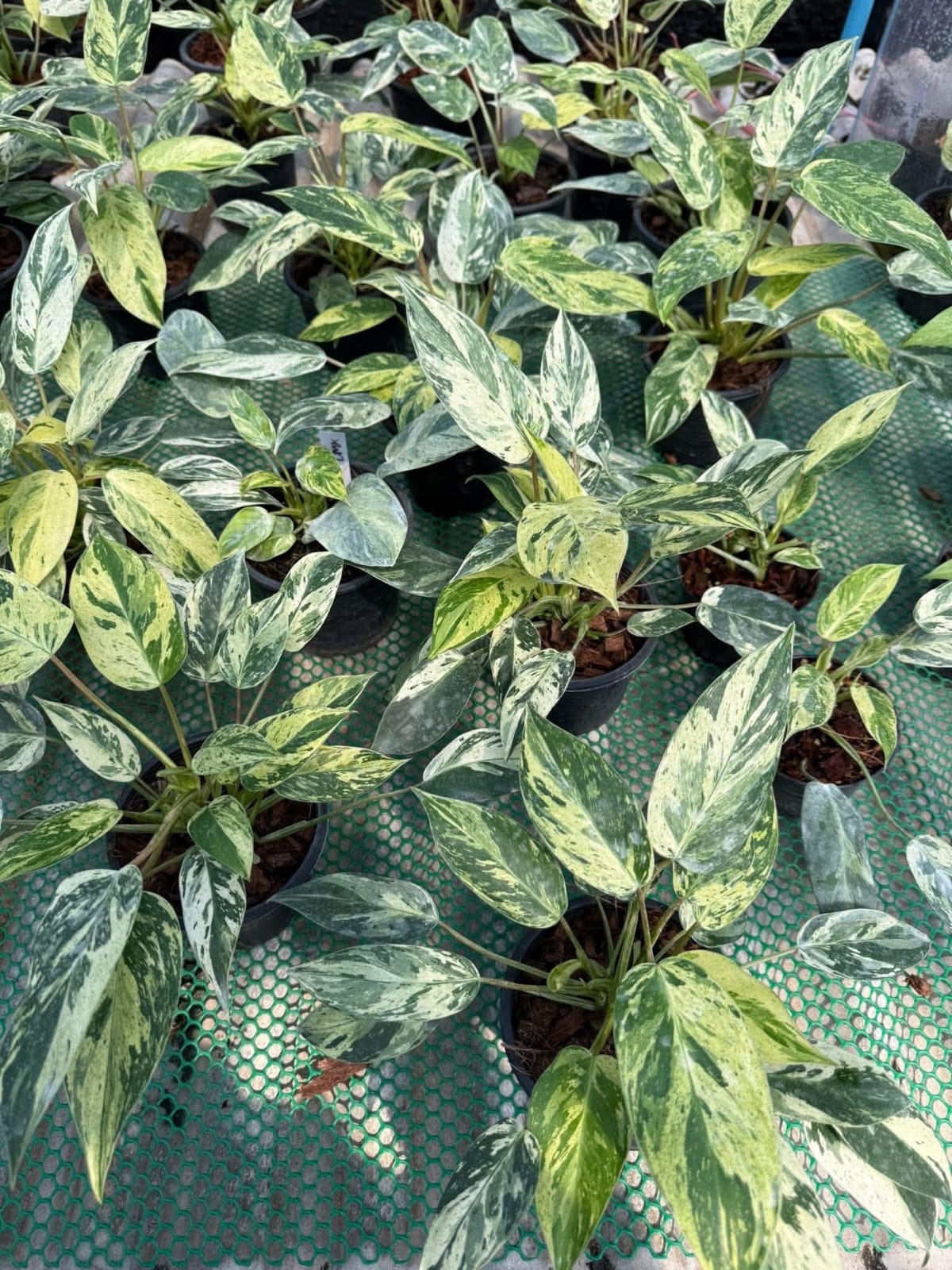 Philodendron Emerald Queen - Pre Order
