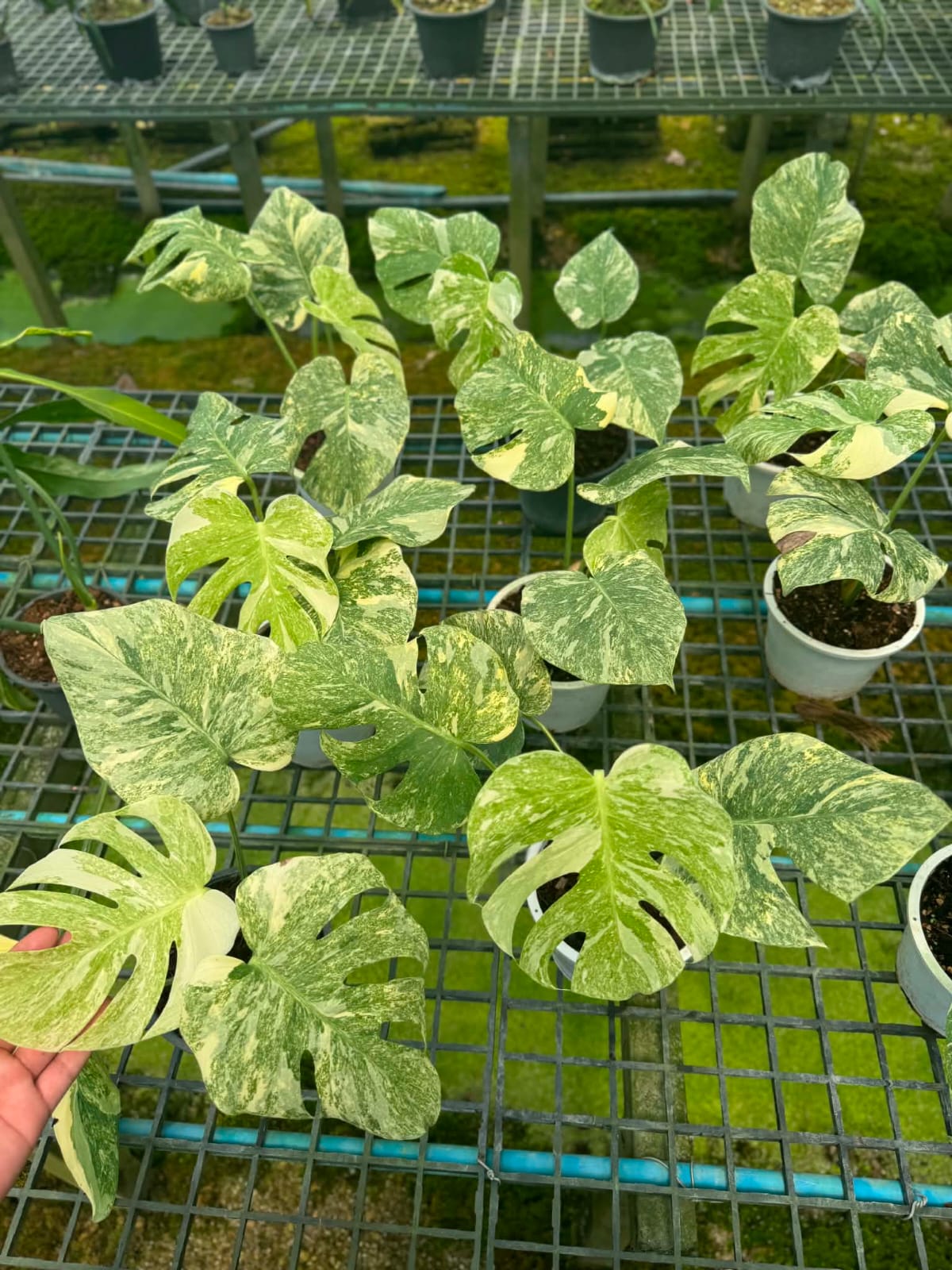 Monstera Green Snow - Pre Order
