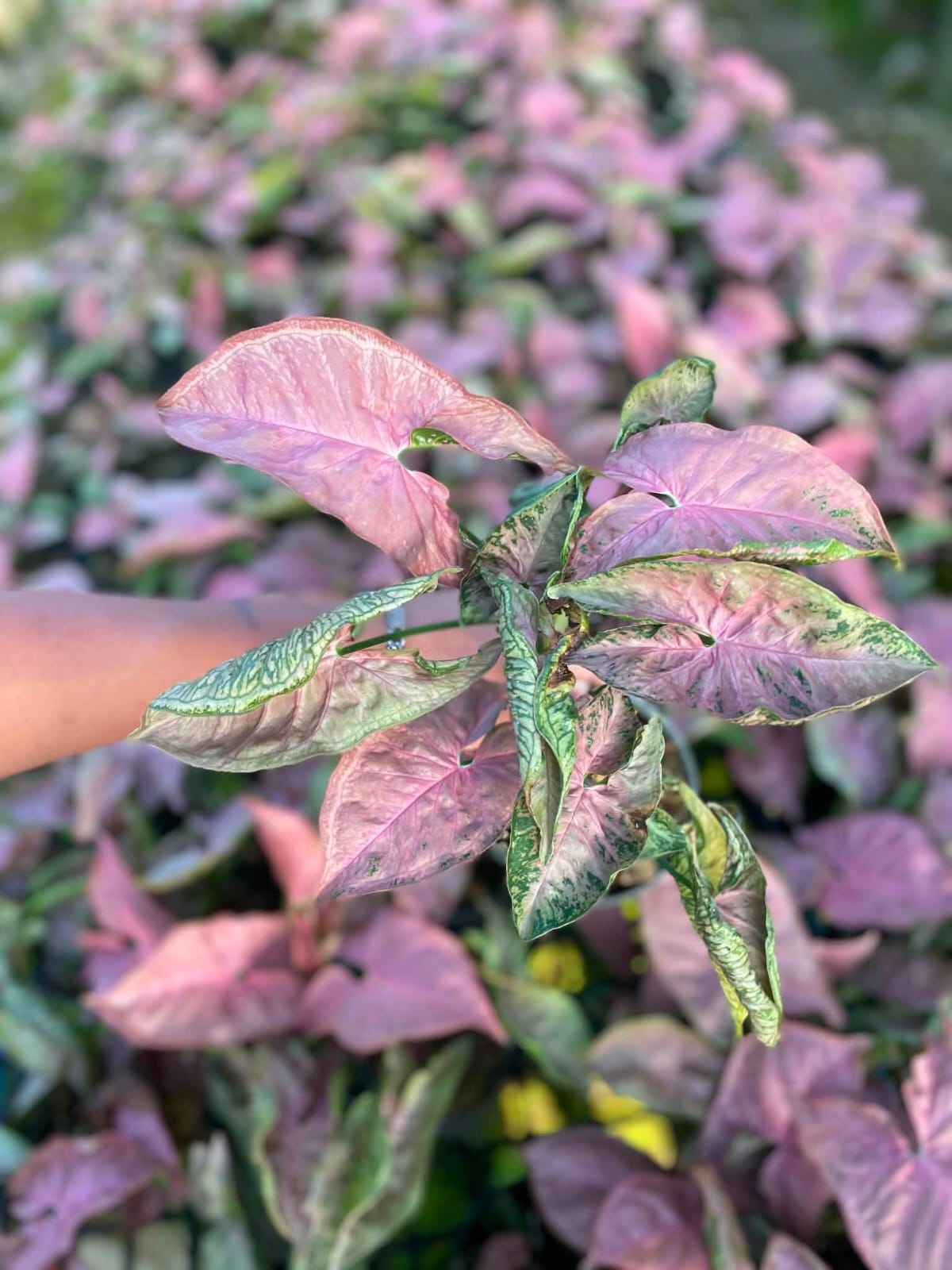 Syngonium Pink Rolli - Pre Order