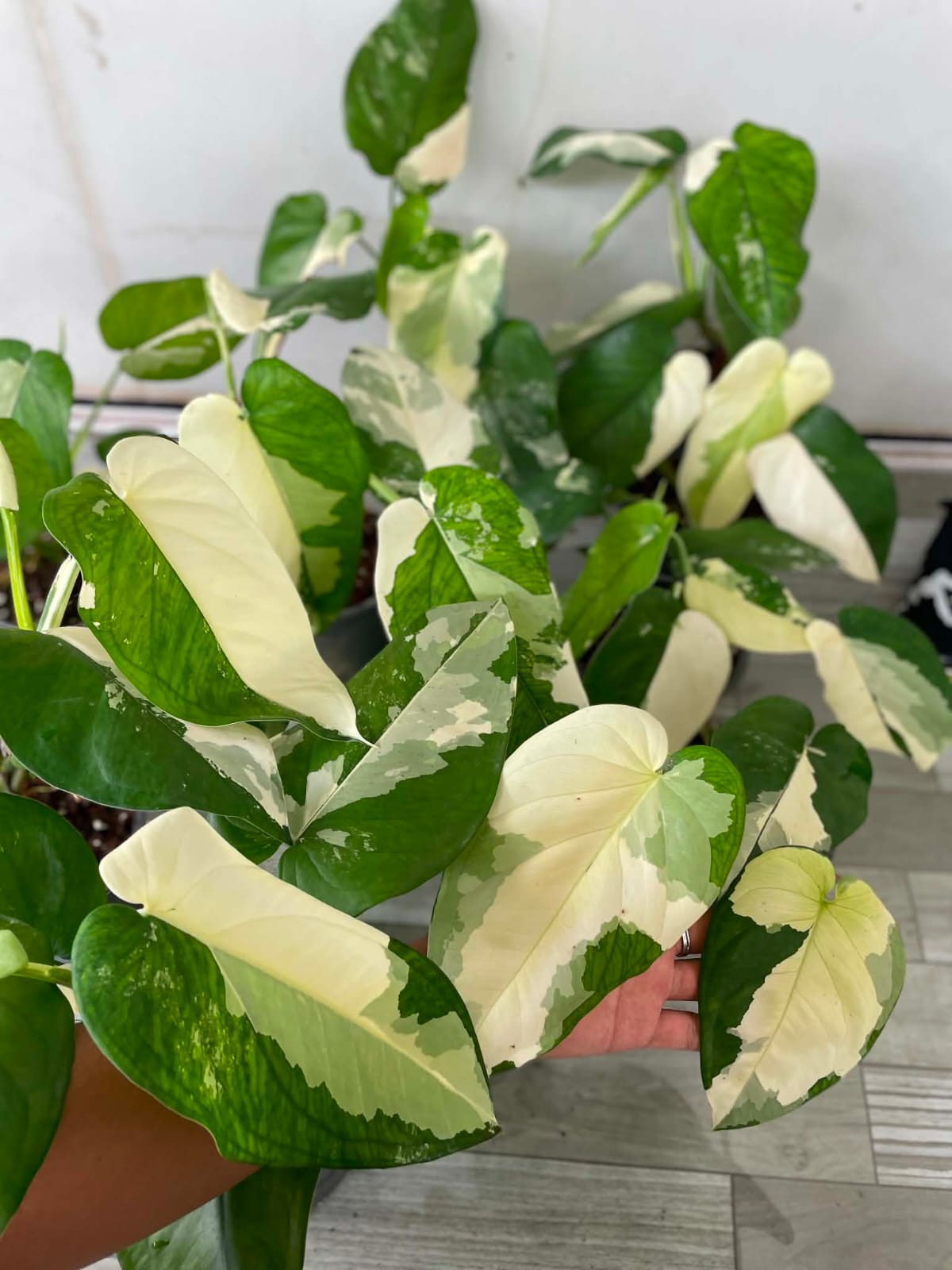 Syngonium Chiapense Var - Pre Order