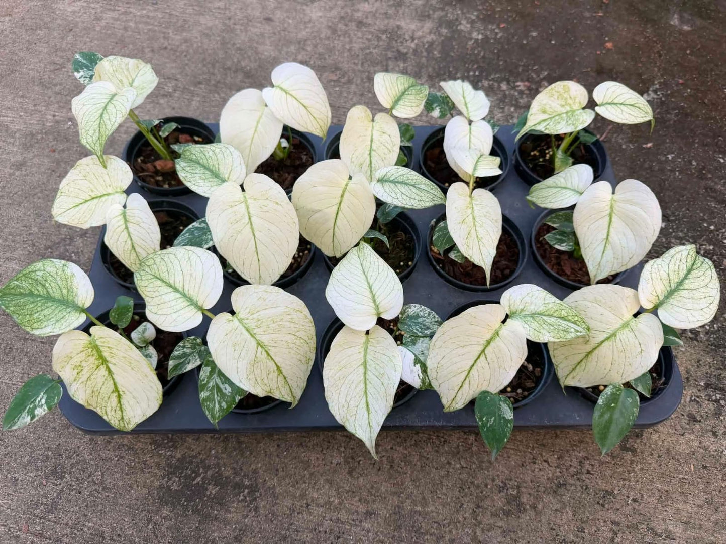 Monstera White Monster - Pre Order
