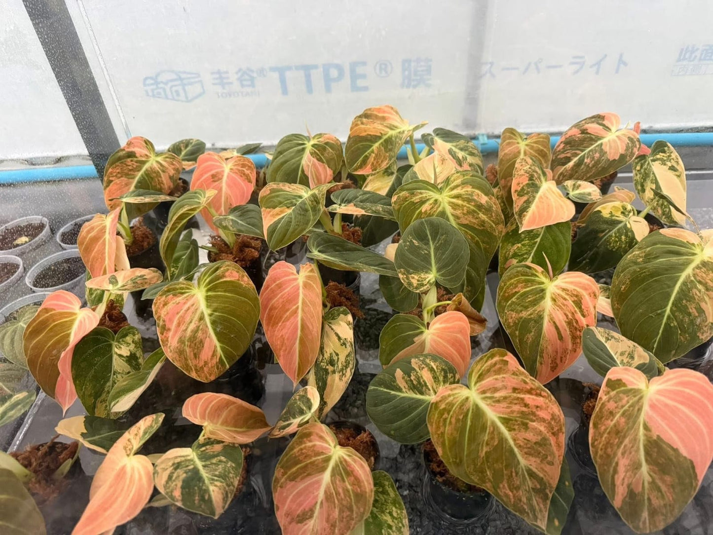 Philodendron Melanochrysum Orange Var- Pre Order