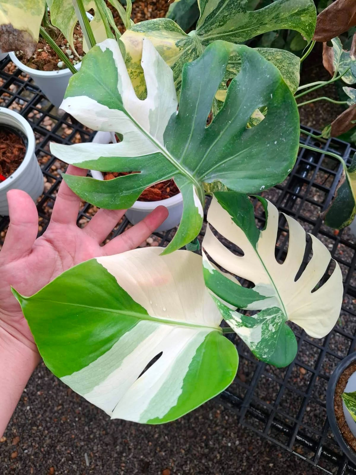 Monstera Deli Albo (Large Form) - Pre Order