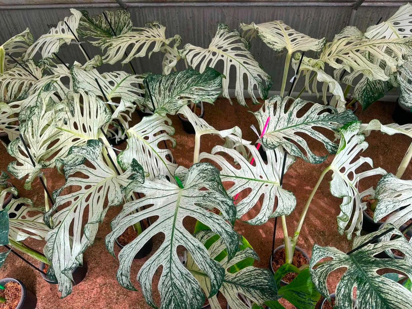 Monstera Devil Monster (Top Cut-Medium) - Pre Order