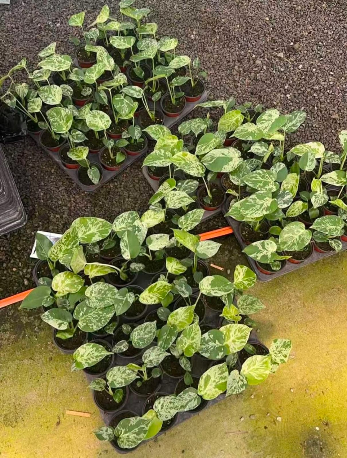 Monstera Bulbasaur - Pre Order