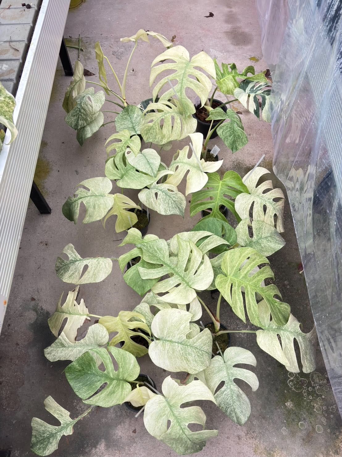 Monstera Borsigiana Full Mint - Pre Order