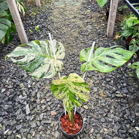 Monstera Vietciosa (Medium Size)- Pre Order