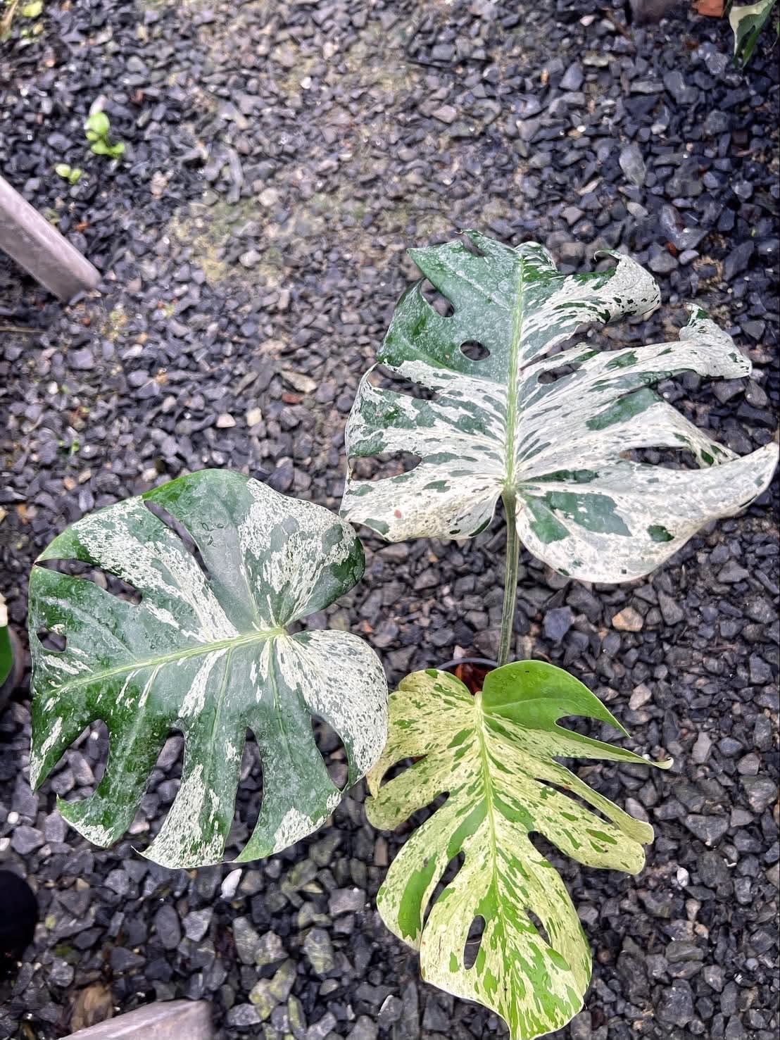 Monstera Vietciosa (Medium Size)- Pre Order