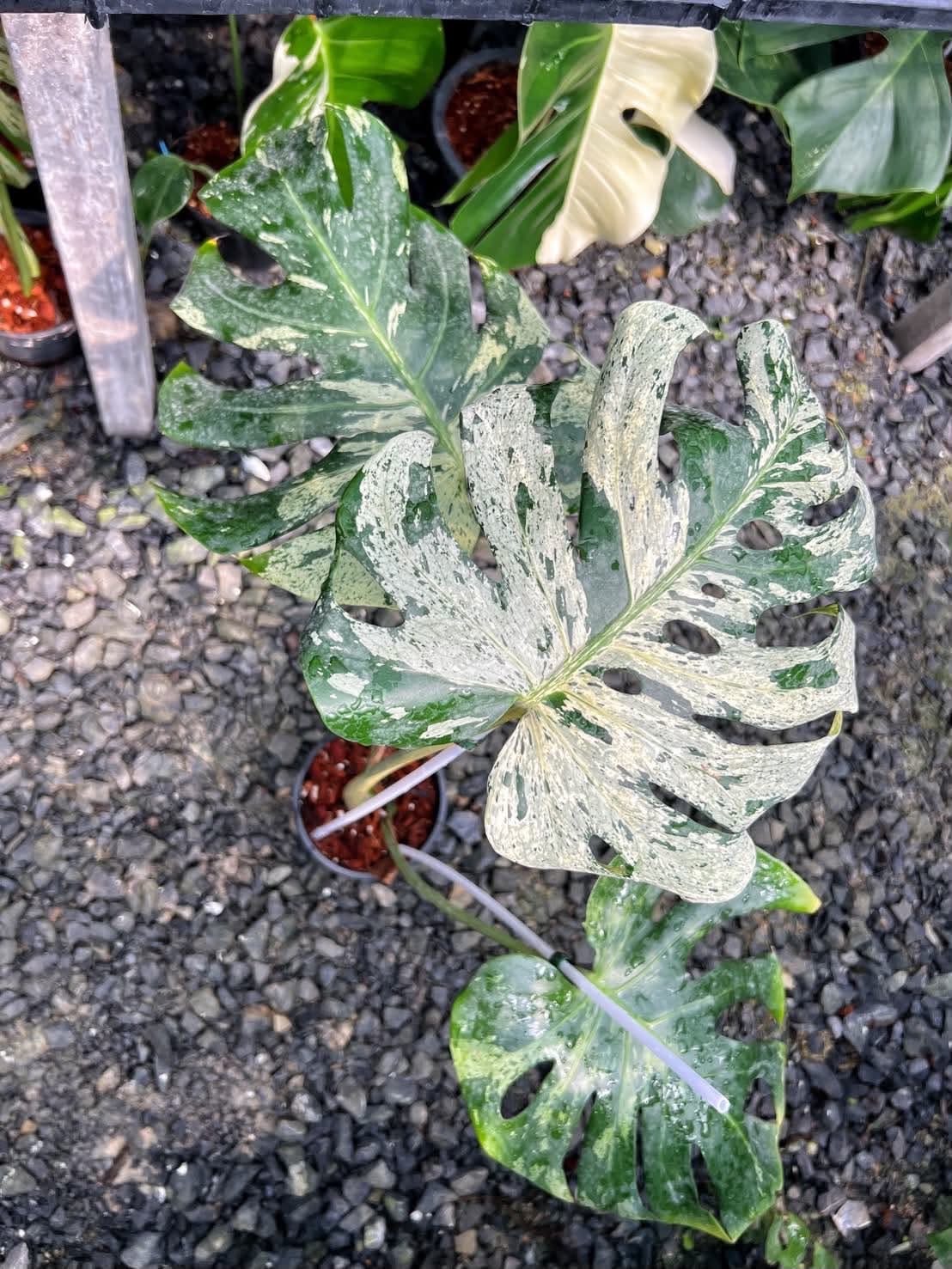 Monstera Vietciosa (Medium Size)- Pre Order
