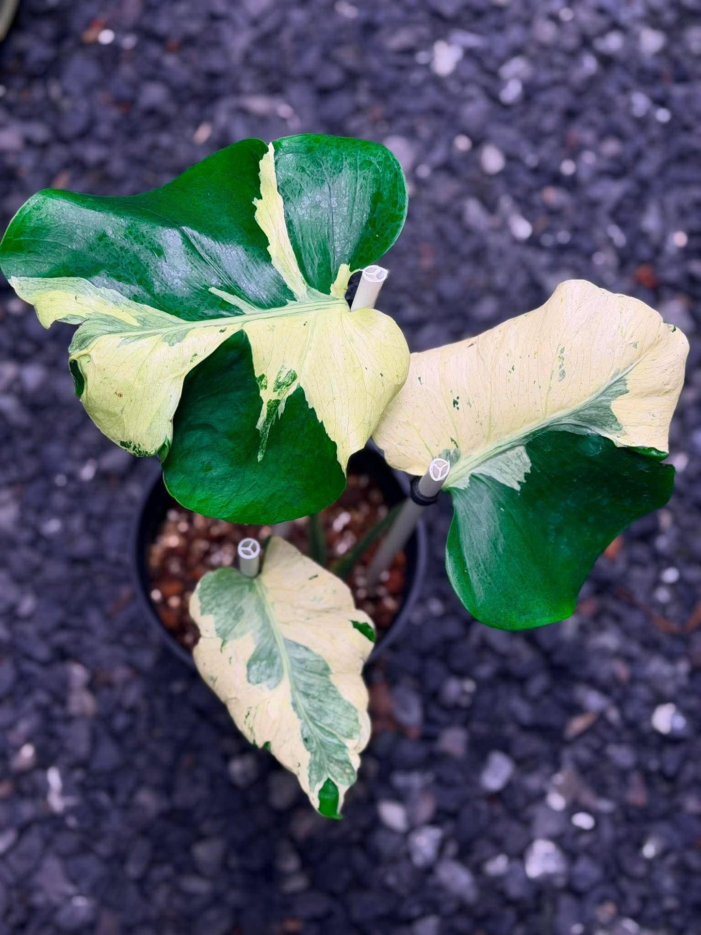 Monstera Masterpiece A - Pre Order