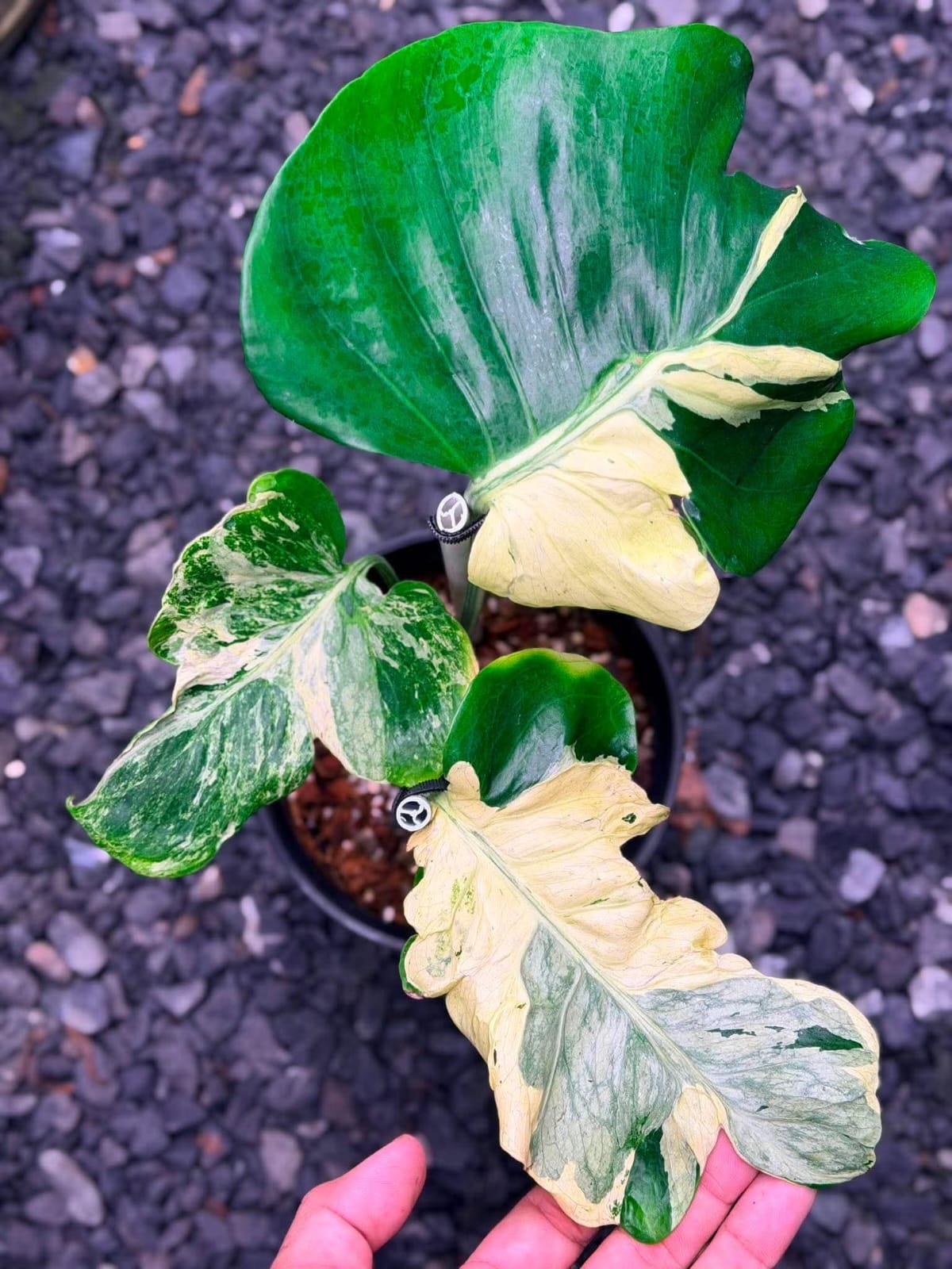 Monstera Masterpiece B - Pre Order