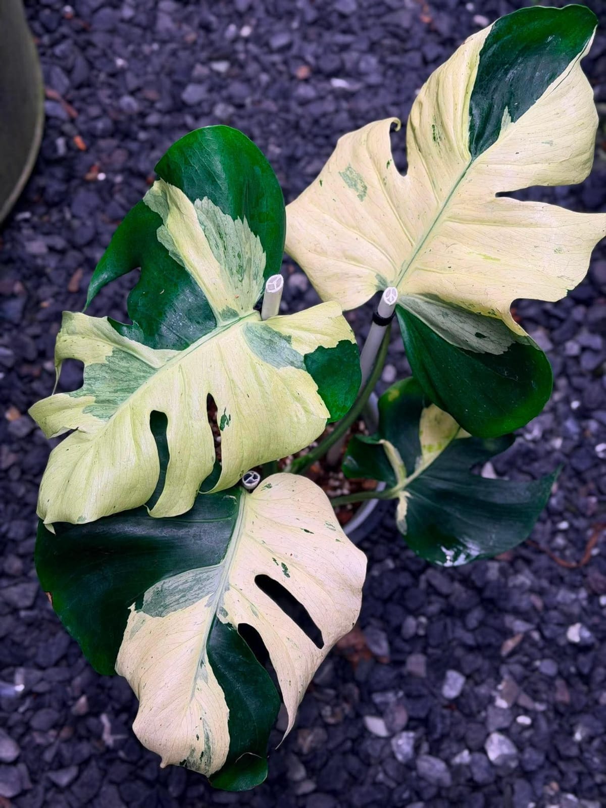 Monstera Masterpiece C - Pre Order