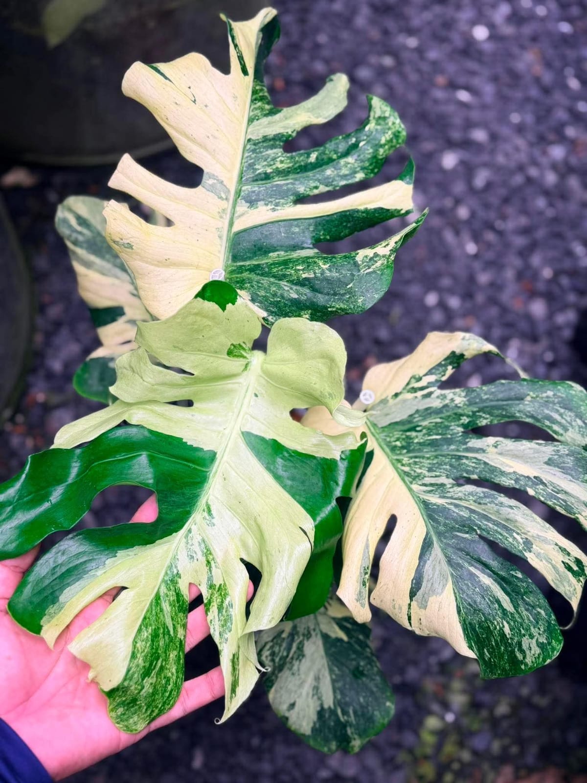 Monstera Masterpiece D - Pre Order