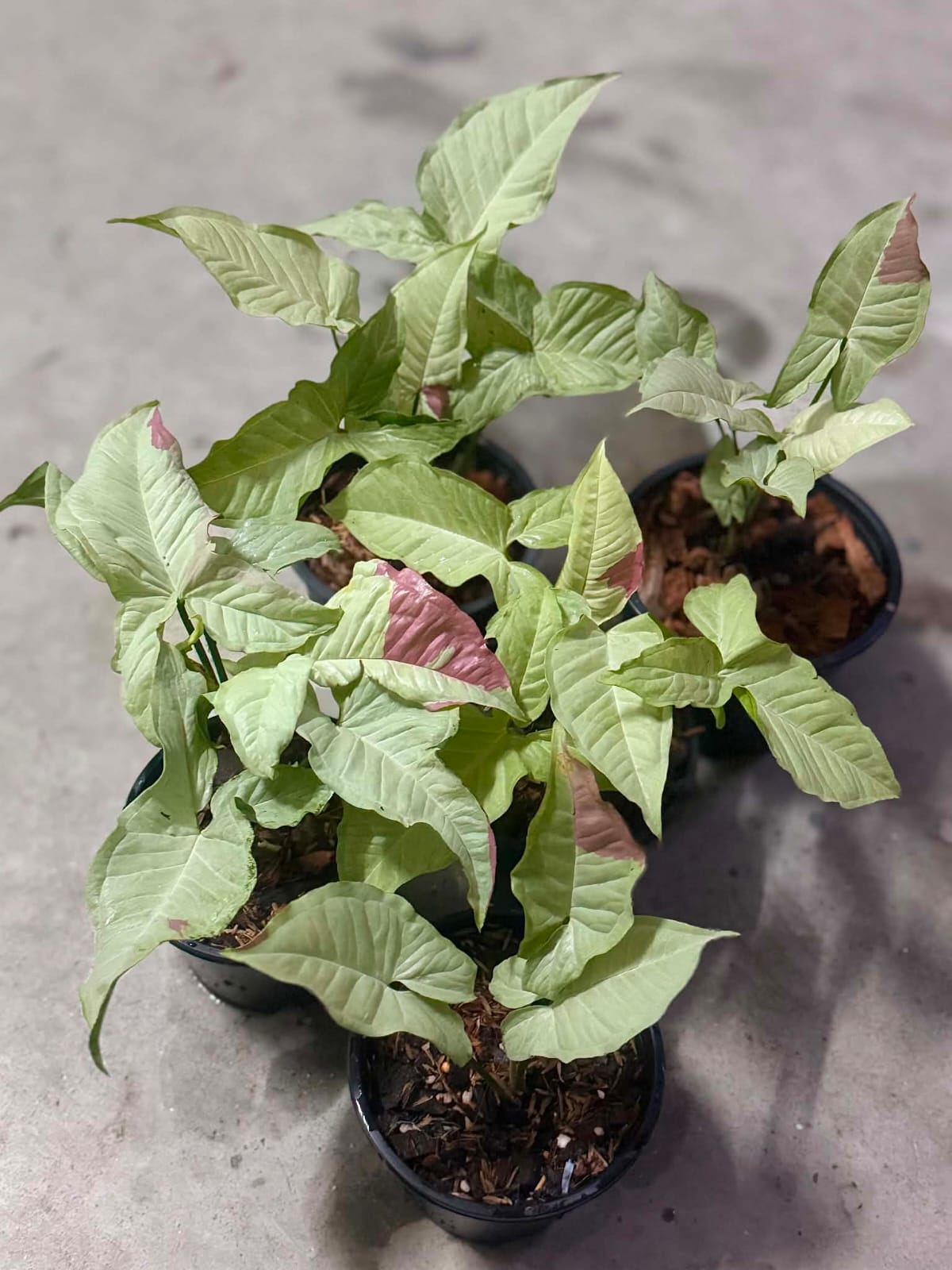 Syngonium Pink Glow - Pre Order