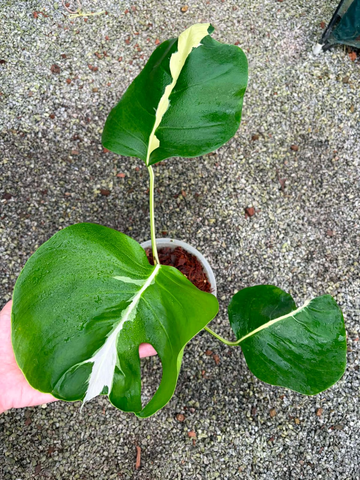 Monstera Lava - Pre Order