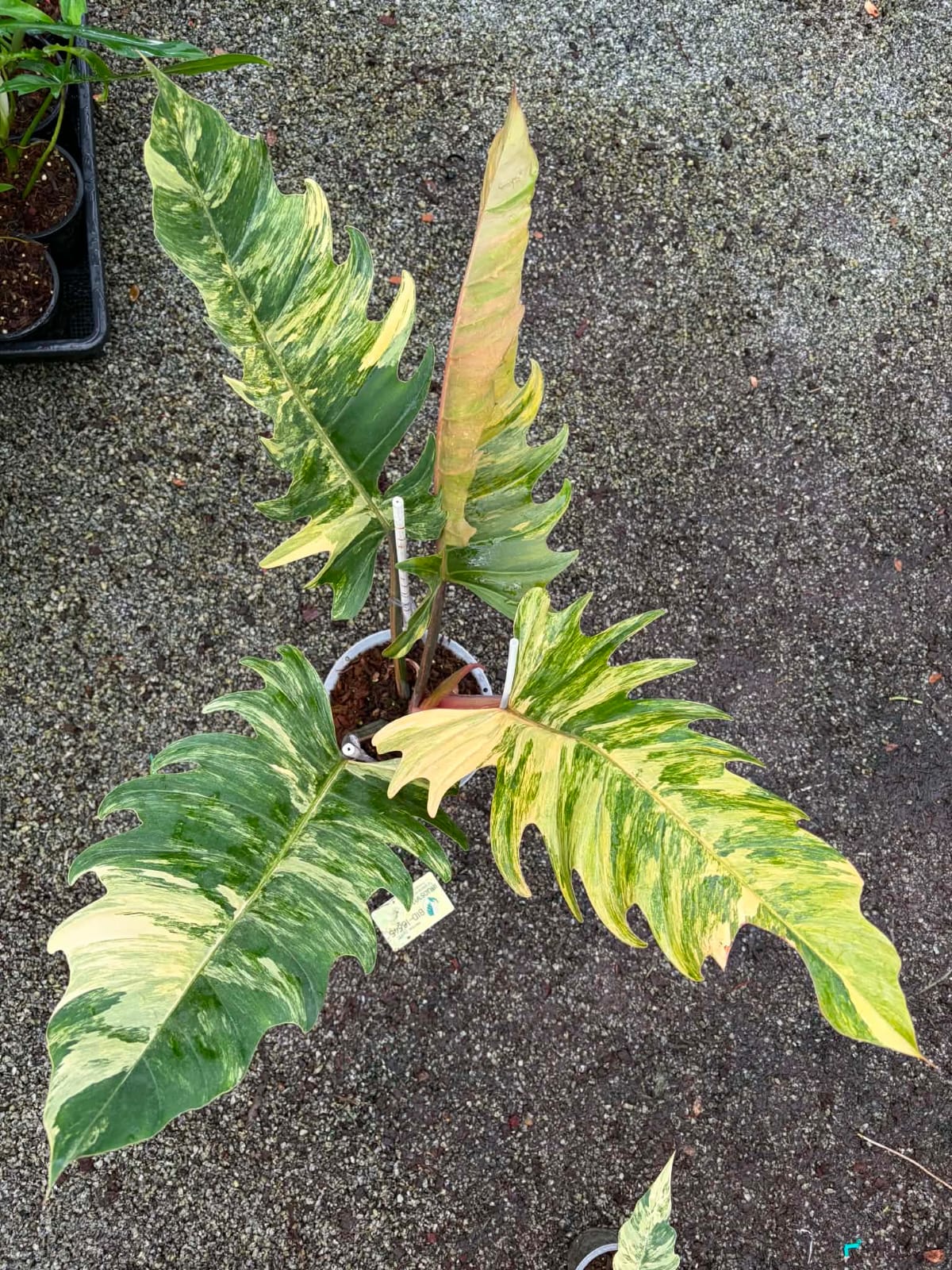 Philodendron Caramel Marble A- Pre Order