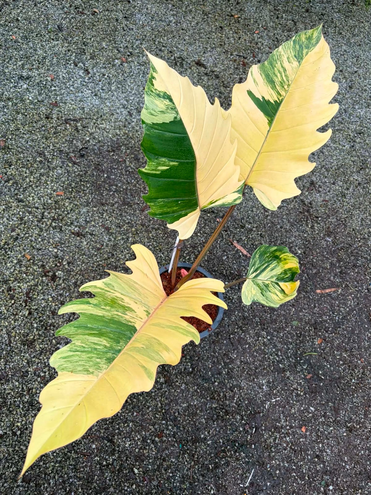 Philodendron Caramel Marble B - Pre Order